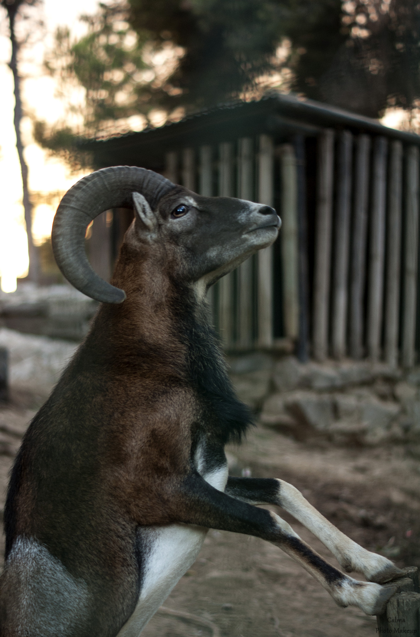 Sony Alpha DSLR-A230 + Sony DT 50mm F1.8 SAM sample photo. Horns photography