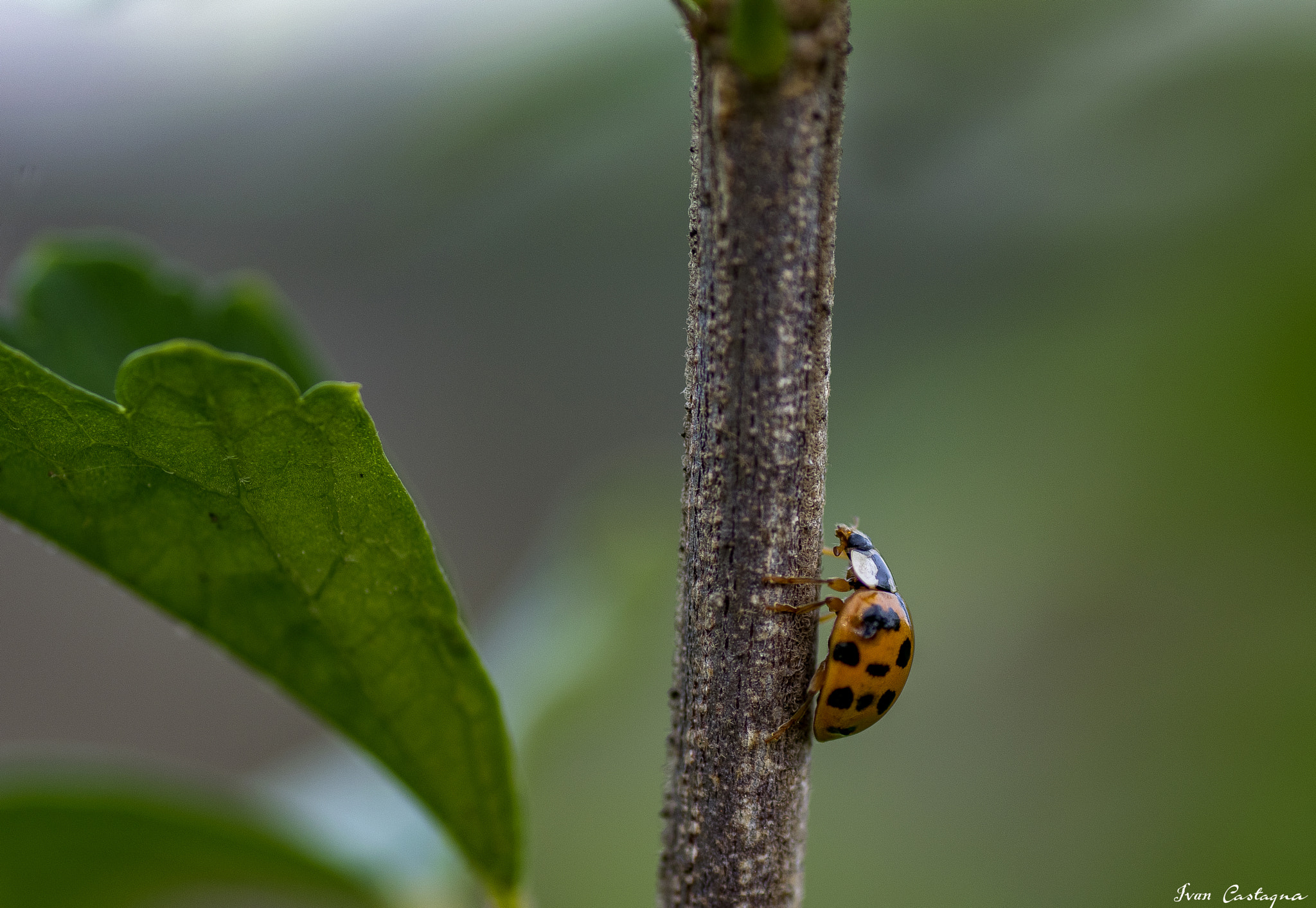 Nikon D5300 + Tamron SP 90mm F2.8 Di VC USD 1:1 Macro sample photo. Coccinella photography