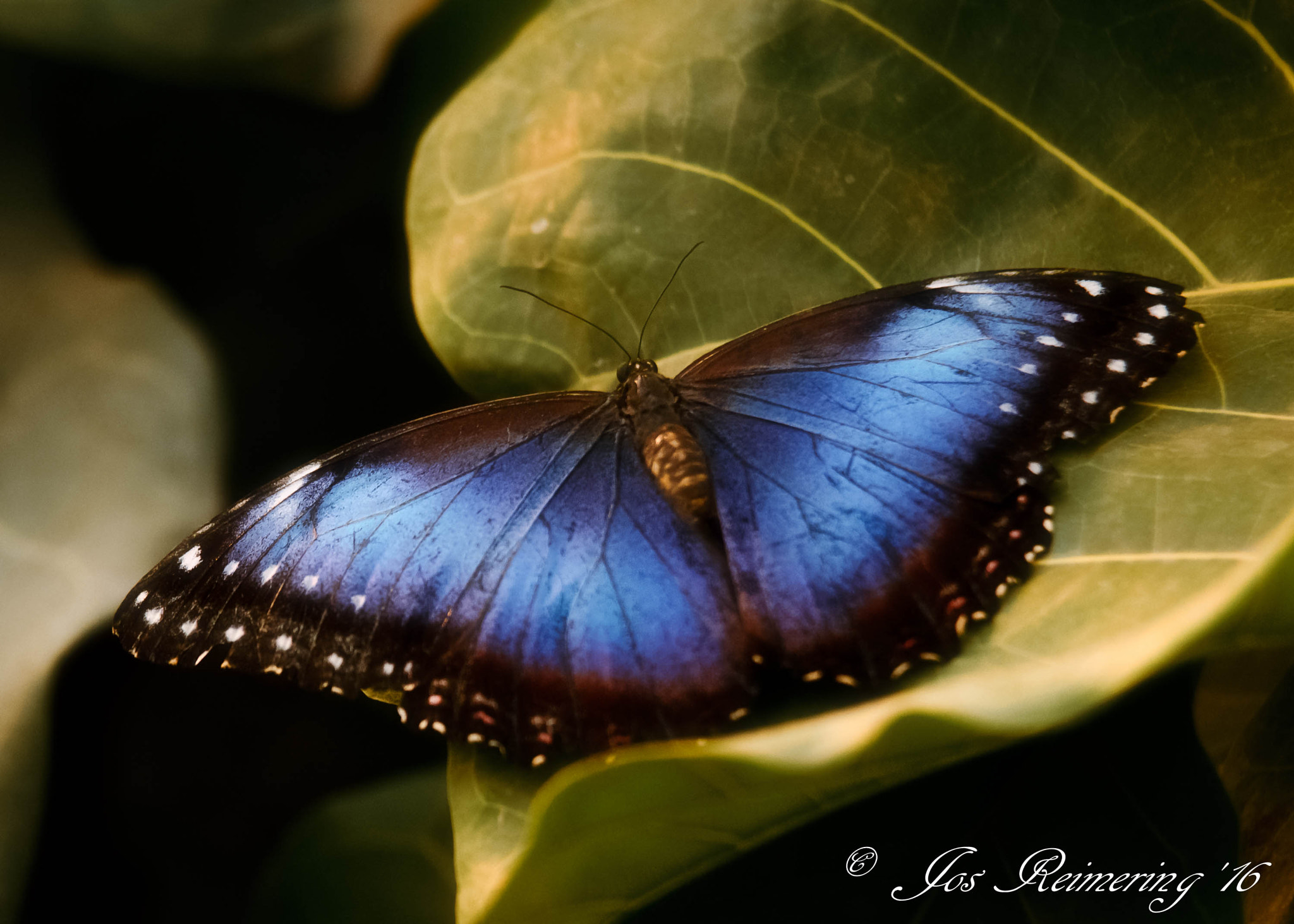 Sigma 70-200mm F2.8 EX DG Macro HSM II sample photo. Morpho blue photography