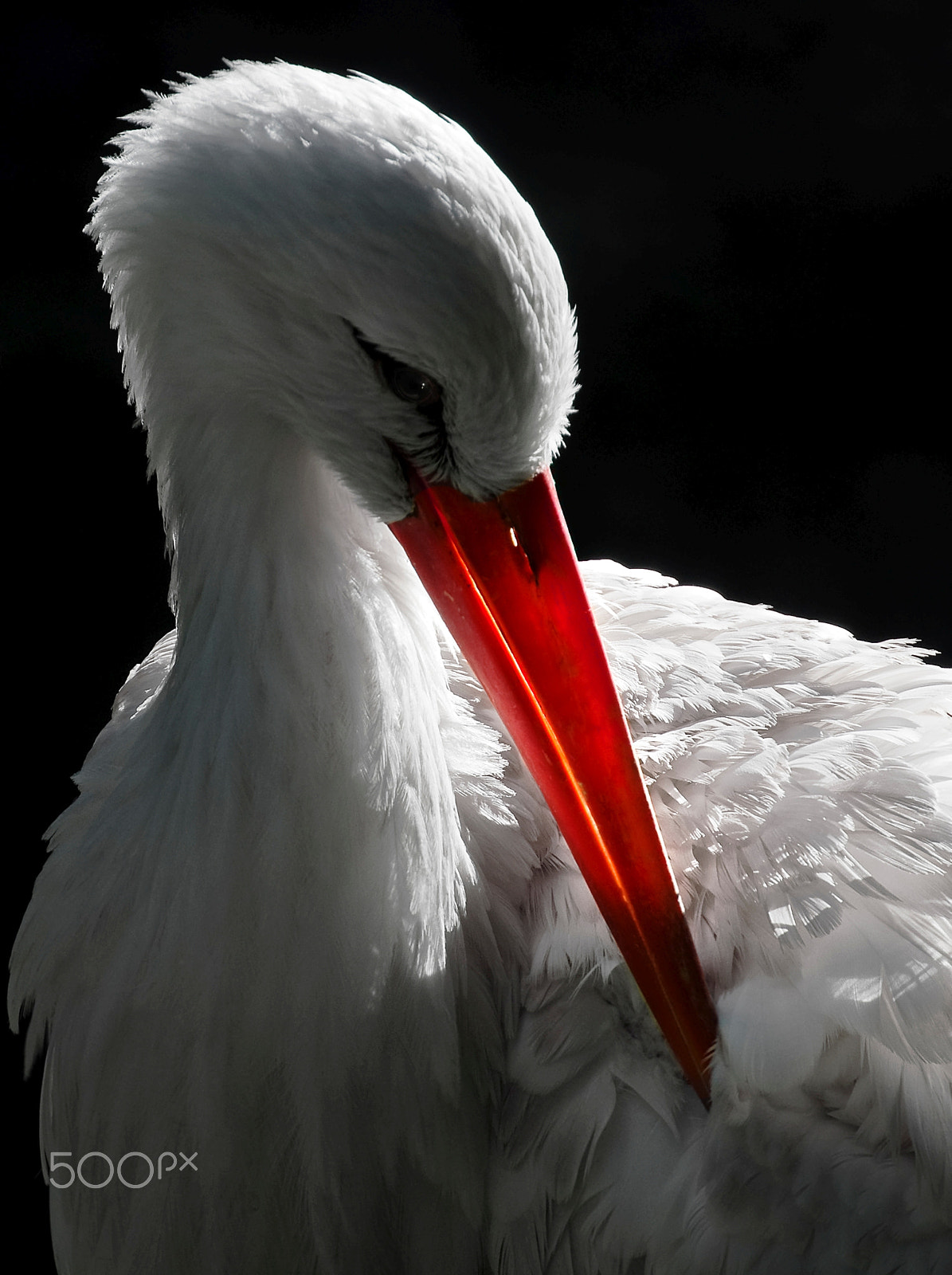 Nikon AF-S Nikkor 70-200mm F2.8G ED VR II sample photo. Storch photography