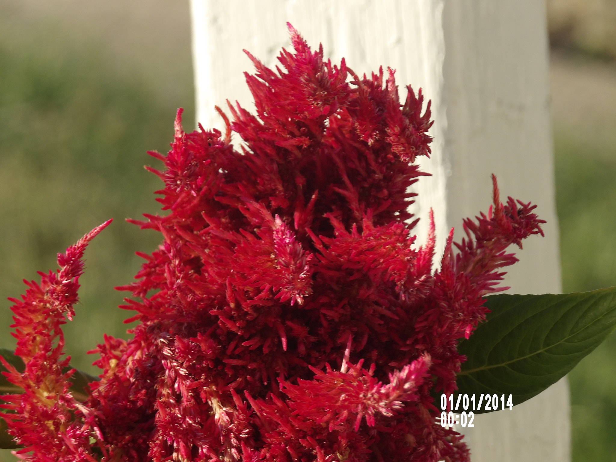 Ricoh PENTAX XG-1 sample photo. Flowers photography
