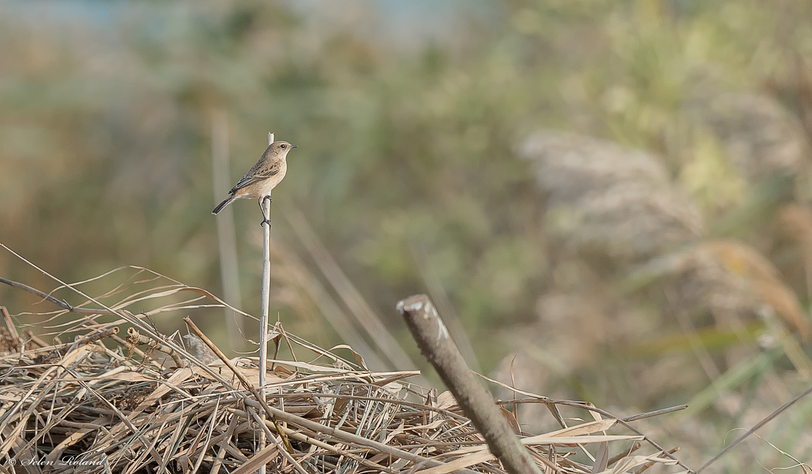 Nikon D4 sample photo. Aziatische roodborsttapuit - siberian stonechat photography