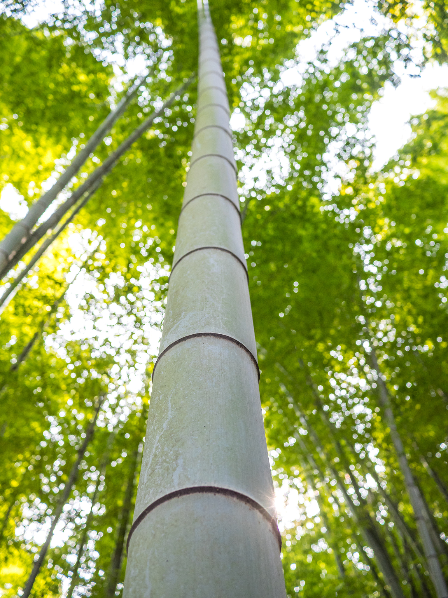 Olympus OM-D E-M1 + Panasonic Lumix G 20mm F1.7 ASPH sample photo. Bamboo tree in kyoto, japan photography