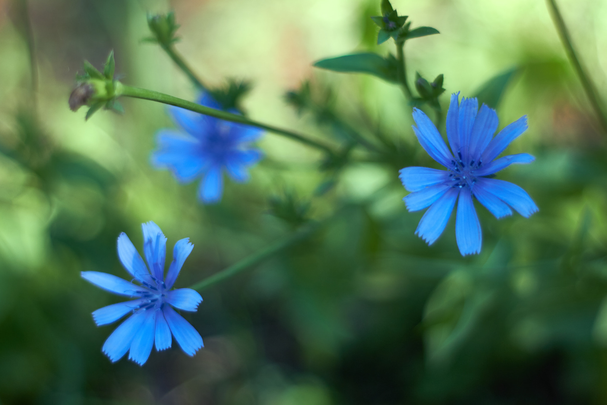 Canon EOS 700D (EOS Rebel T5i / EOS Kiss X7i) + Canon EF 50mm F1.8 II sample photo. Blue flowers photography