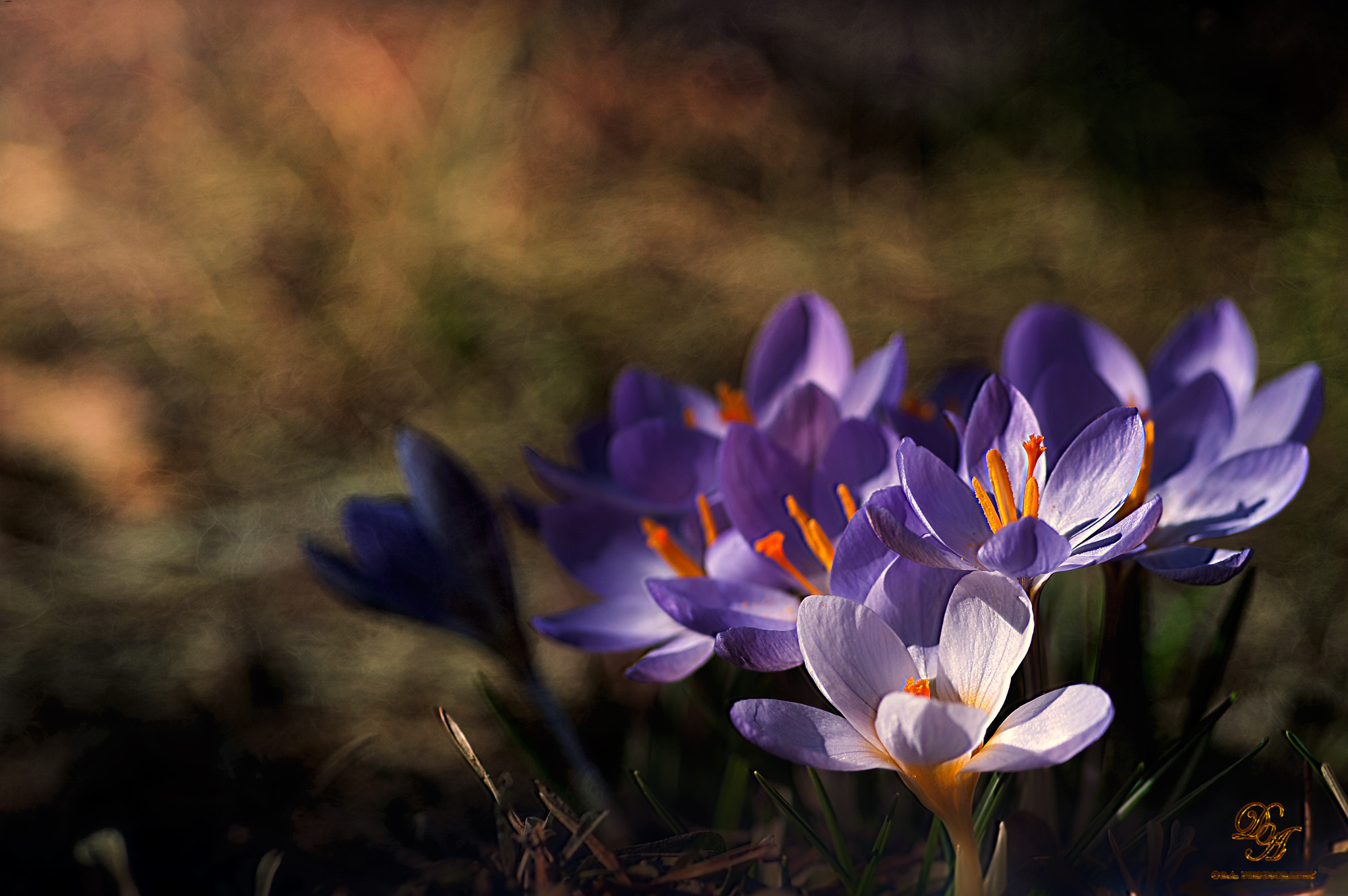 Pentax K20D + Pentax smc D-FA 100mm F2.8 macro sample photo. Crocuses photography