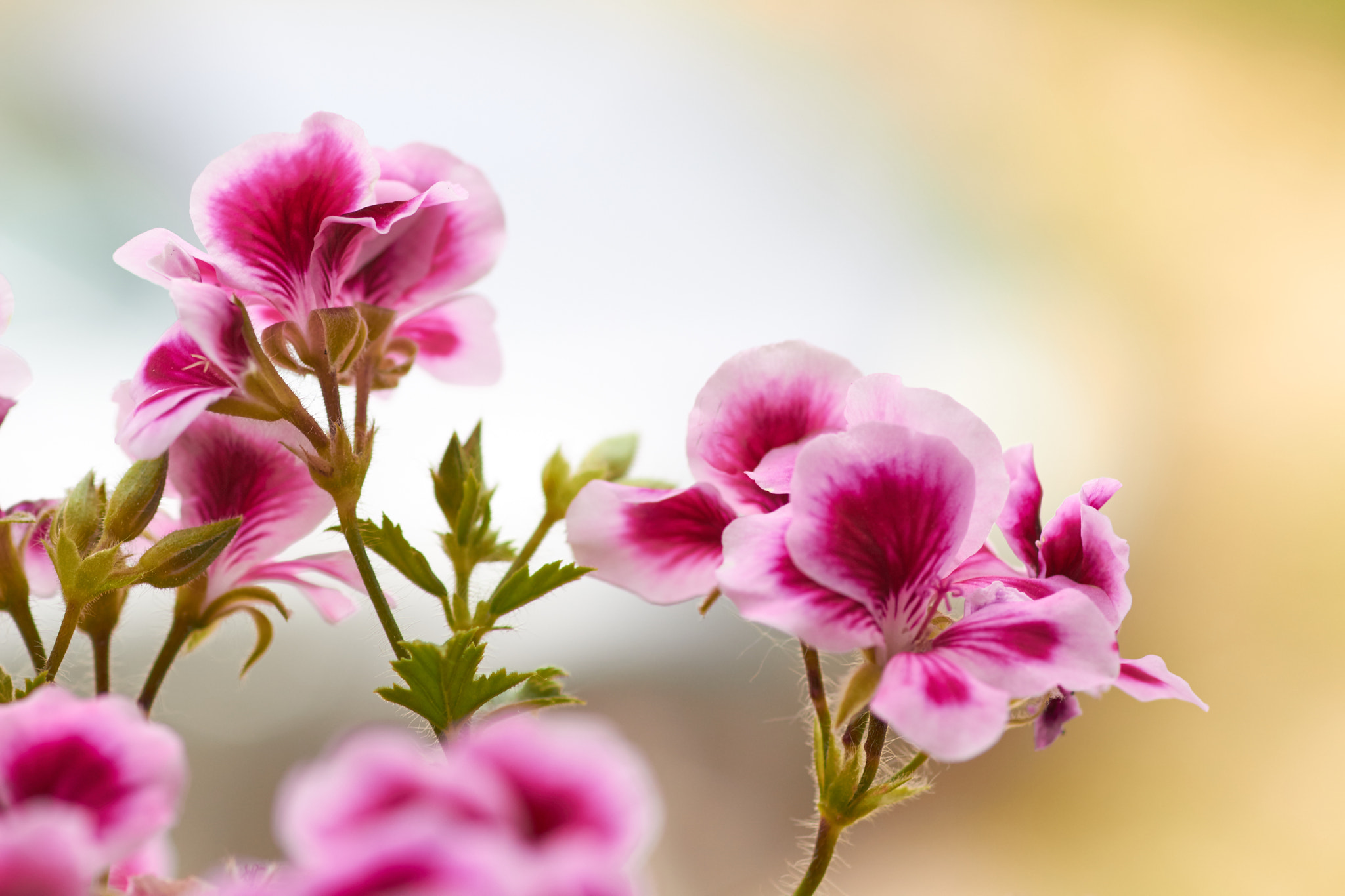 Canon EOS 700D (EOS Rebel T5i / EOS Kiss X7i) + Canon EF 100mm F2.8 Macro USM sample photo. Geranium photography