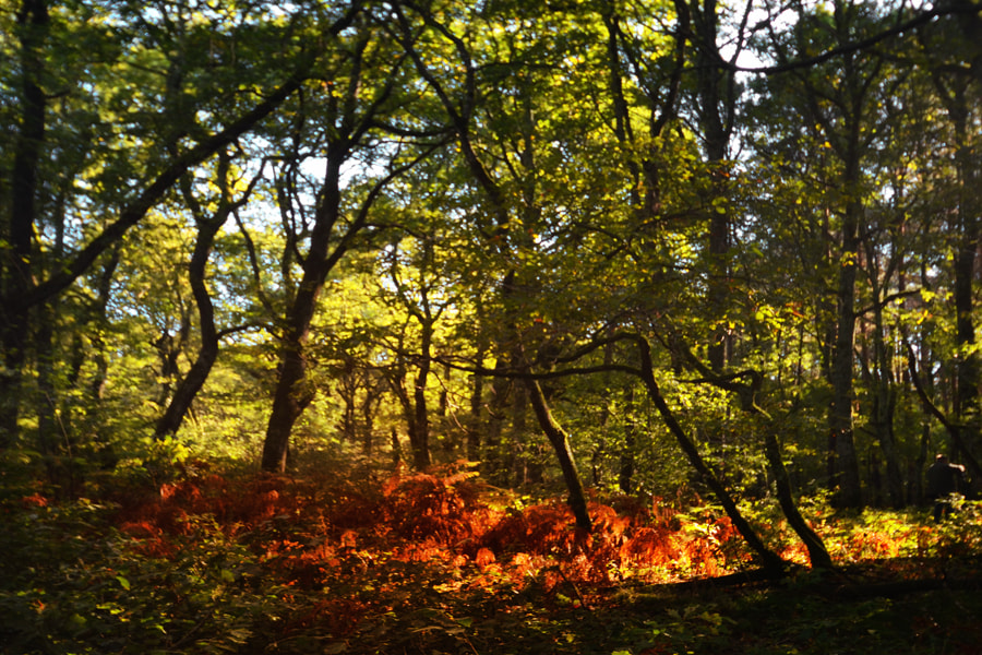 IX-Nikkor 24-70mm f/3.5-5.6 sample photo. Octobre** photography