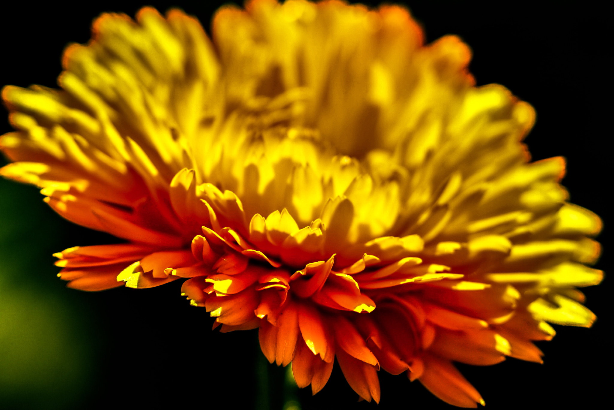 Sony a7R II + Sony FE 90mm F2.8 Macro G OSS sample photo. Calendula photography