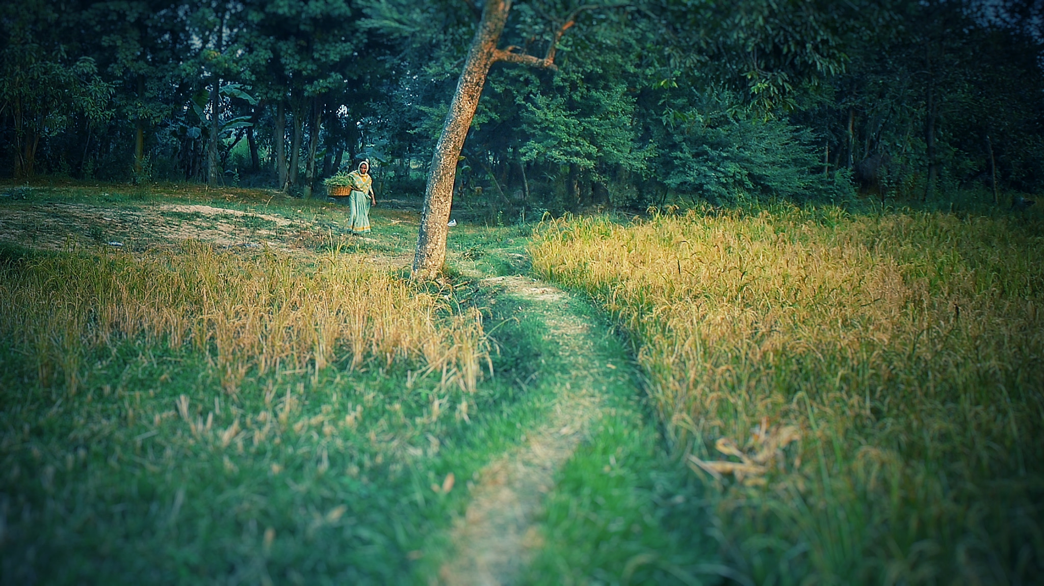 Canon 24-70mm sample photo. Life in a village photography