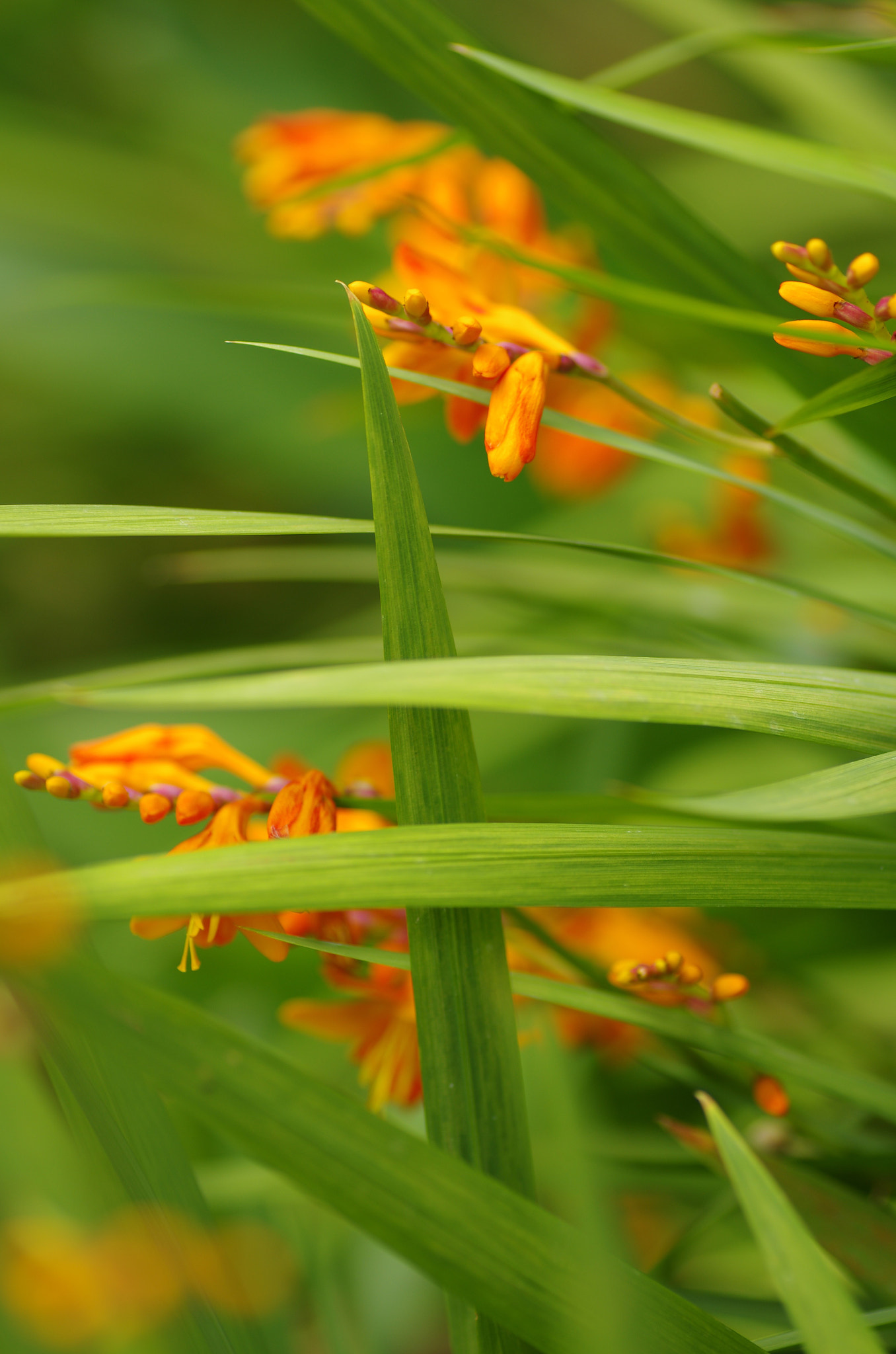 Pentax K-5 sample photo. Paris high line - composition photography