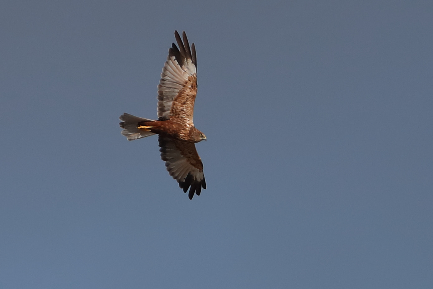 Canon EOS-1D X Mark II + Canon EF 500mm F4L IS II USM sample photo. Marsh harrier photography