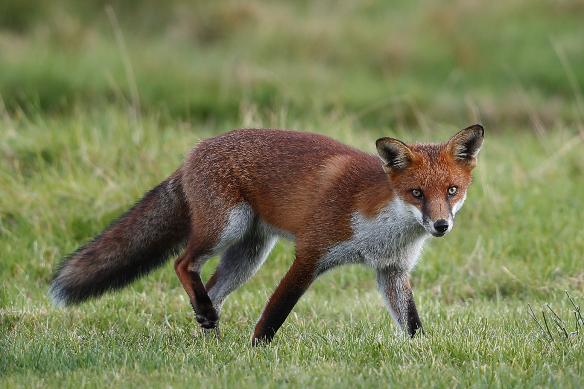 Canon EF 500mm F4L IS II USM sample photo. Fox 2 photography