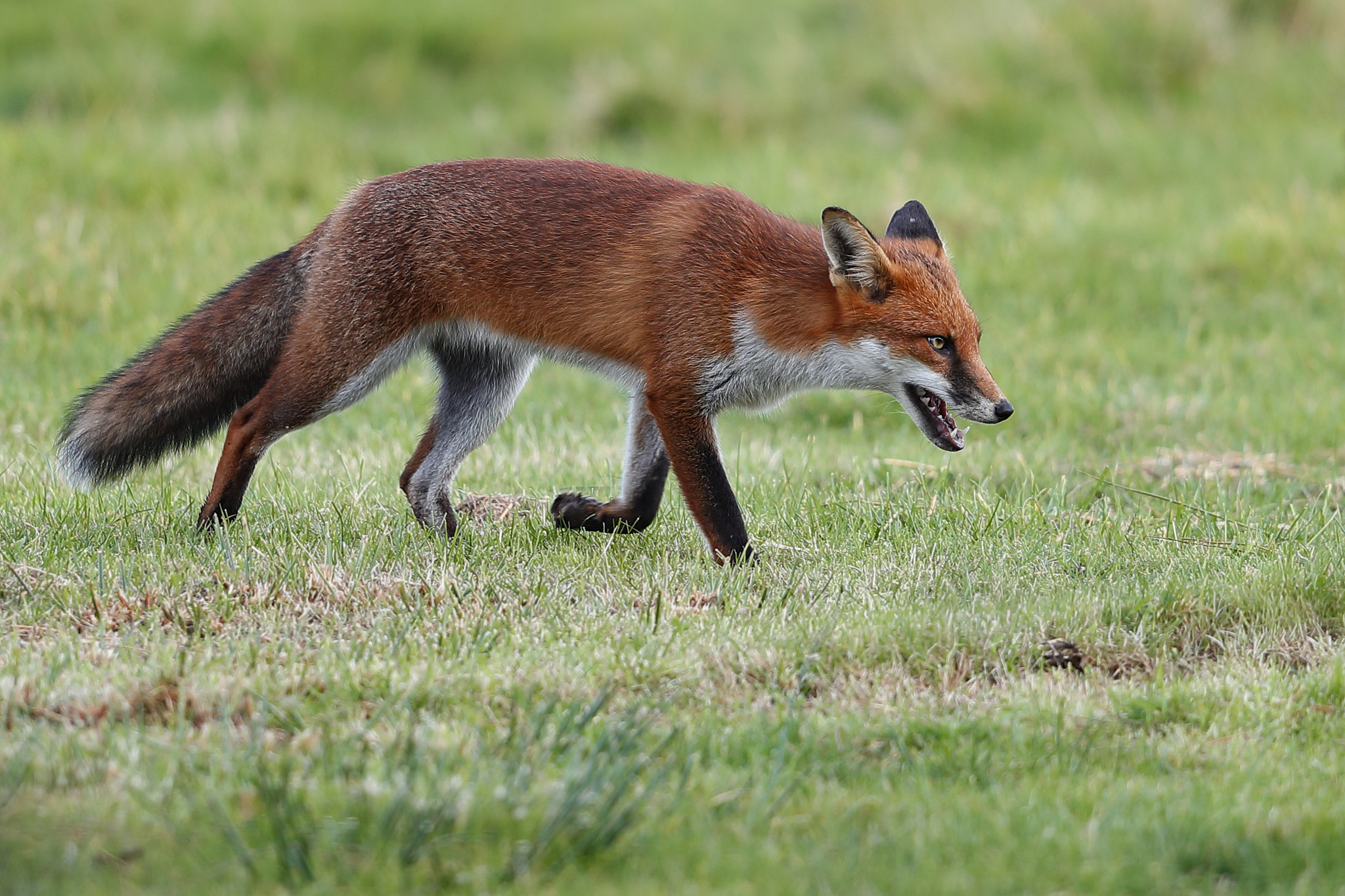 Canon EF 500mm F4L IS II USM sample photo. Fox photography