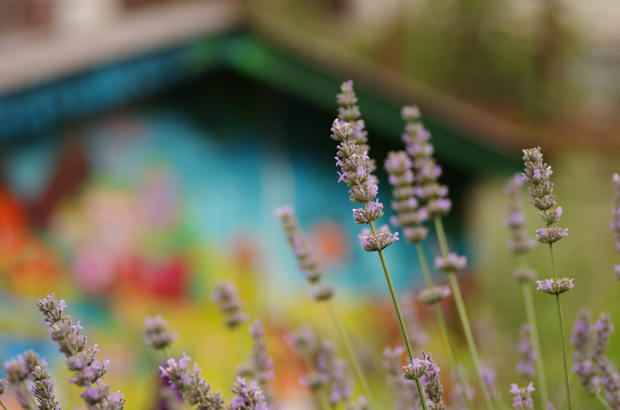 Pentax K-5 + Tamron SP AF 90mm F2.8 Di Macro sample photo. Paris high line - painted house photography