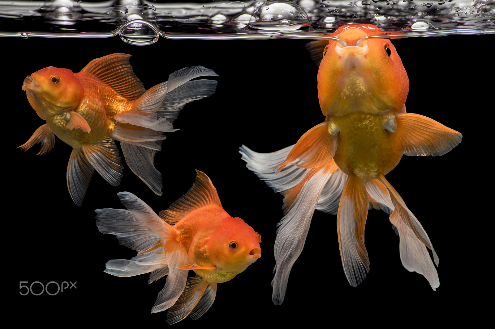 Nikon D750 sample photo. Snap shot 3 fantail goldfish movement photography
