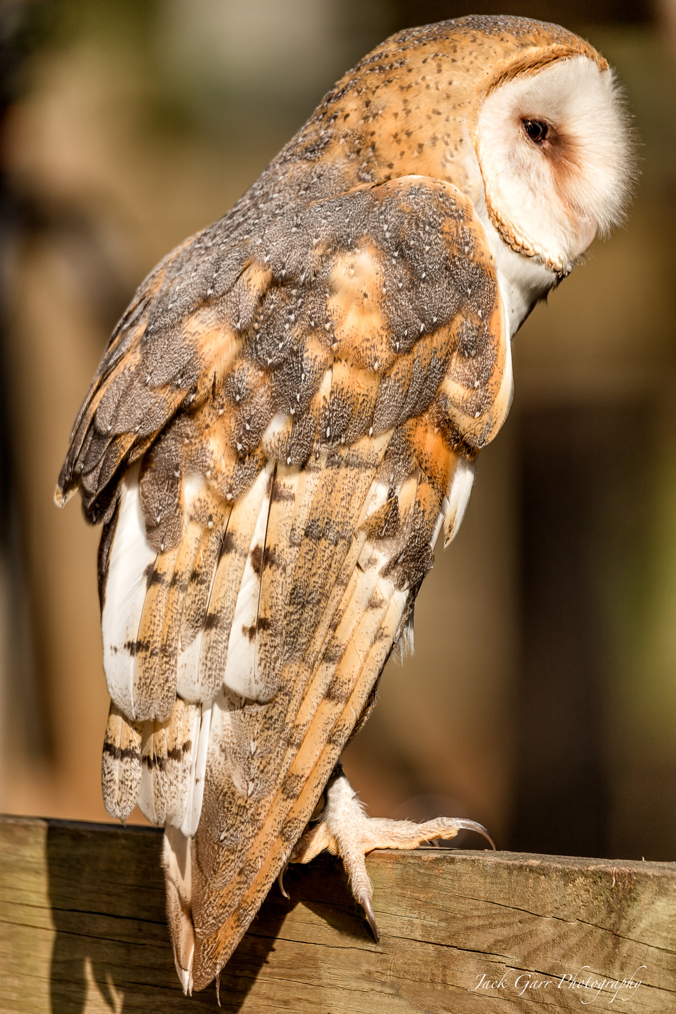 150-600mm F5-6.3 DG OS HSM | Sports 014 sample photo. Barn owl photography