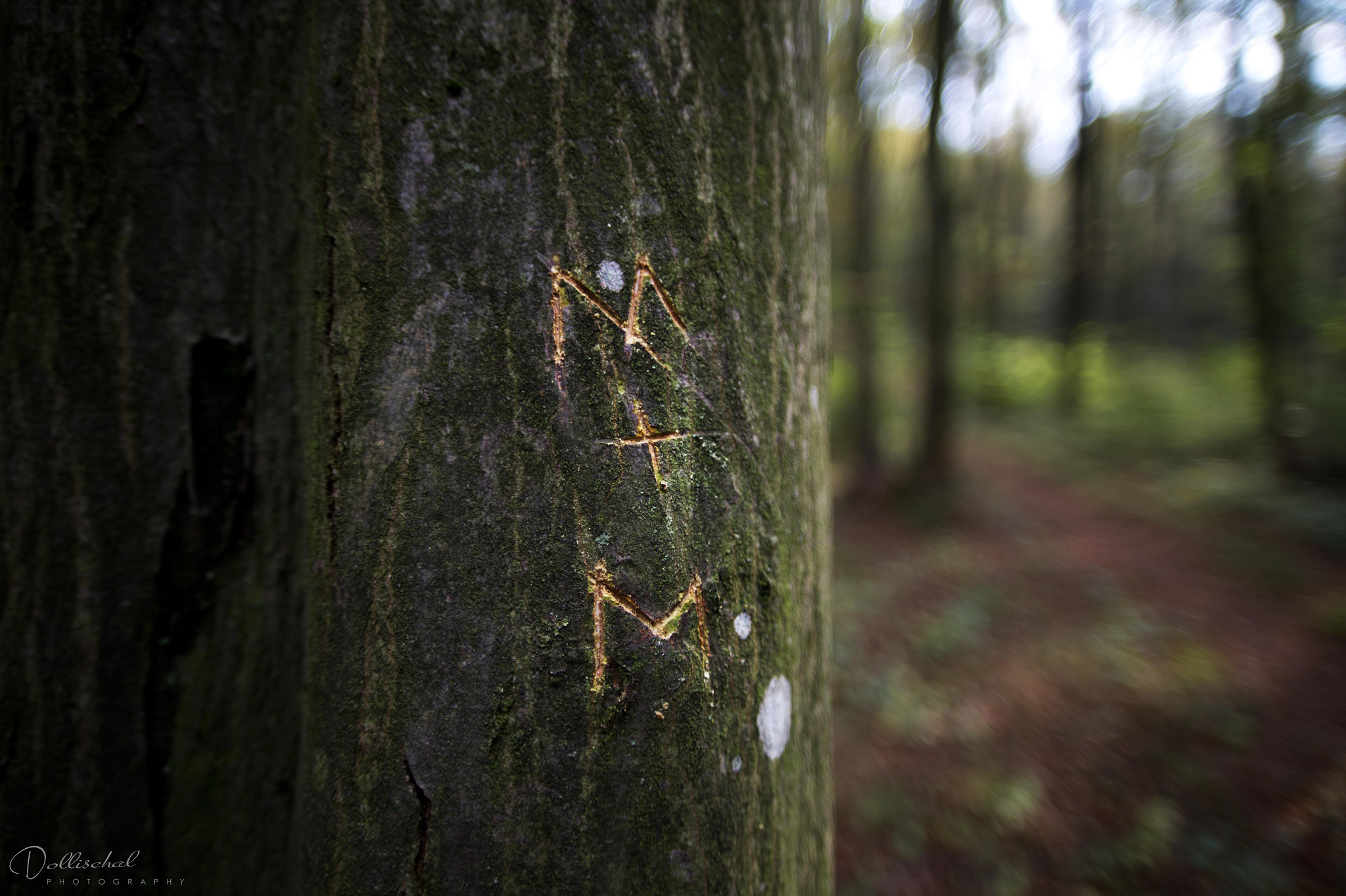 Sigma 20mm EX f/1.8 sample photo. Tree photography