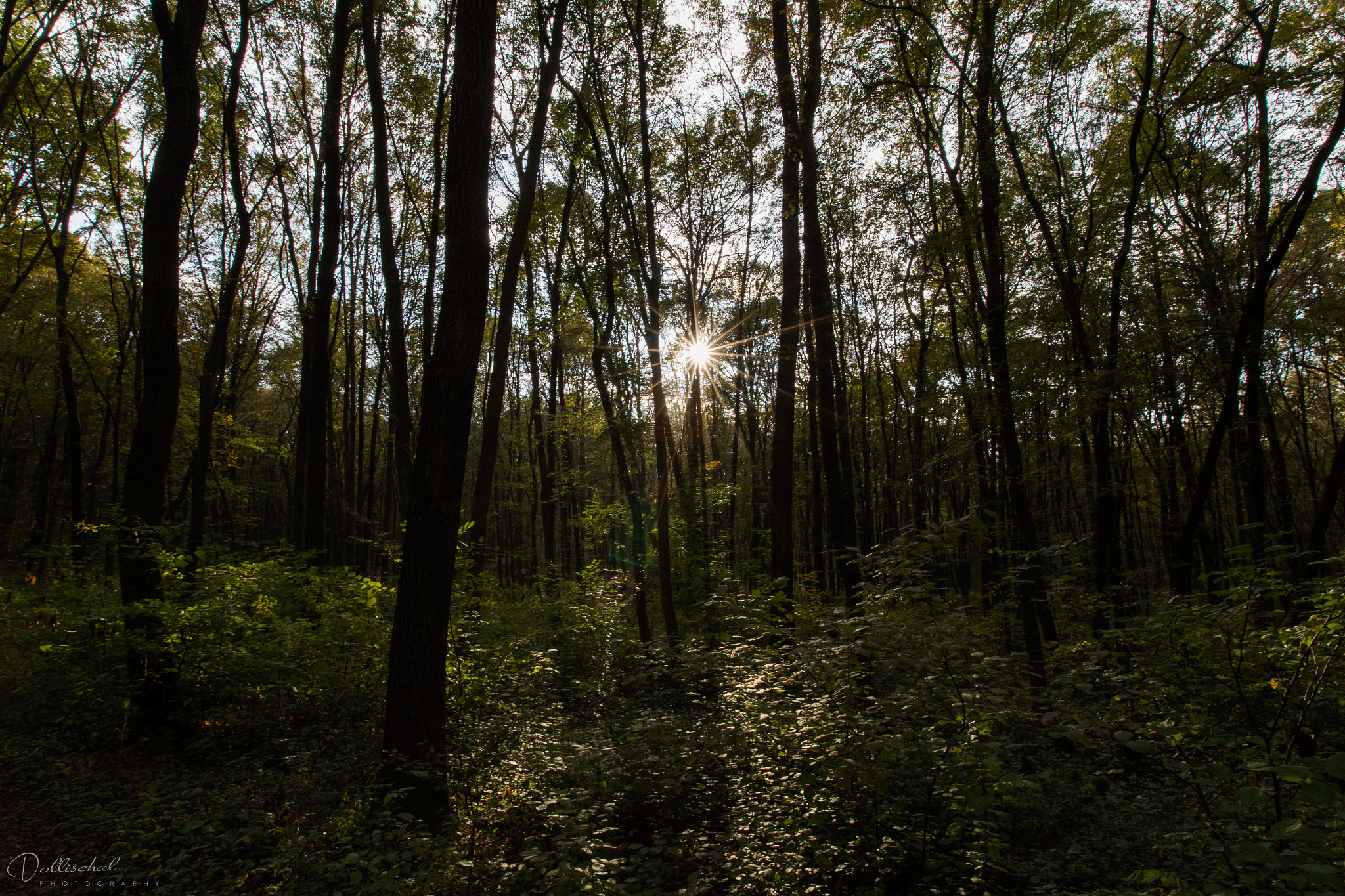 Sigma 20mm EX f/1.8 sample photo. Woods photography