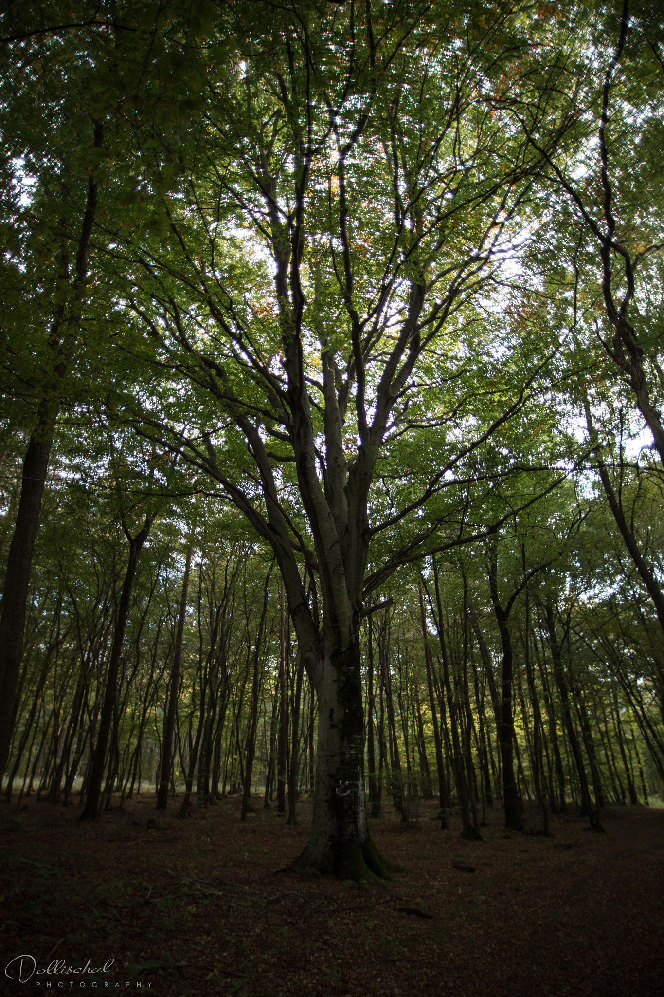 Sigma 20mm EX f/1.8 sample photo. Perfect tree photography