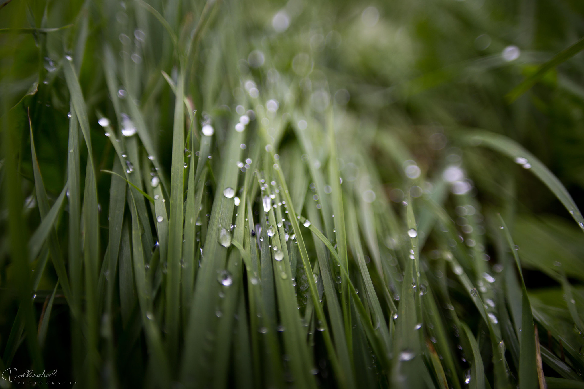 Canon EOS 6D + Sigma 20mm EX f/1.8 sample photo. Grass photography