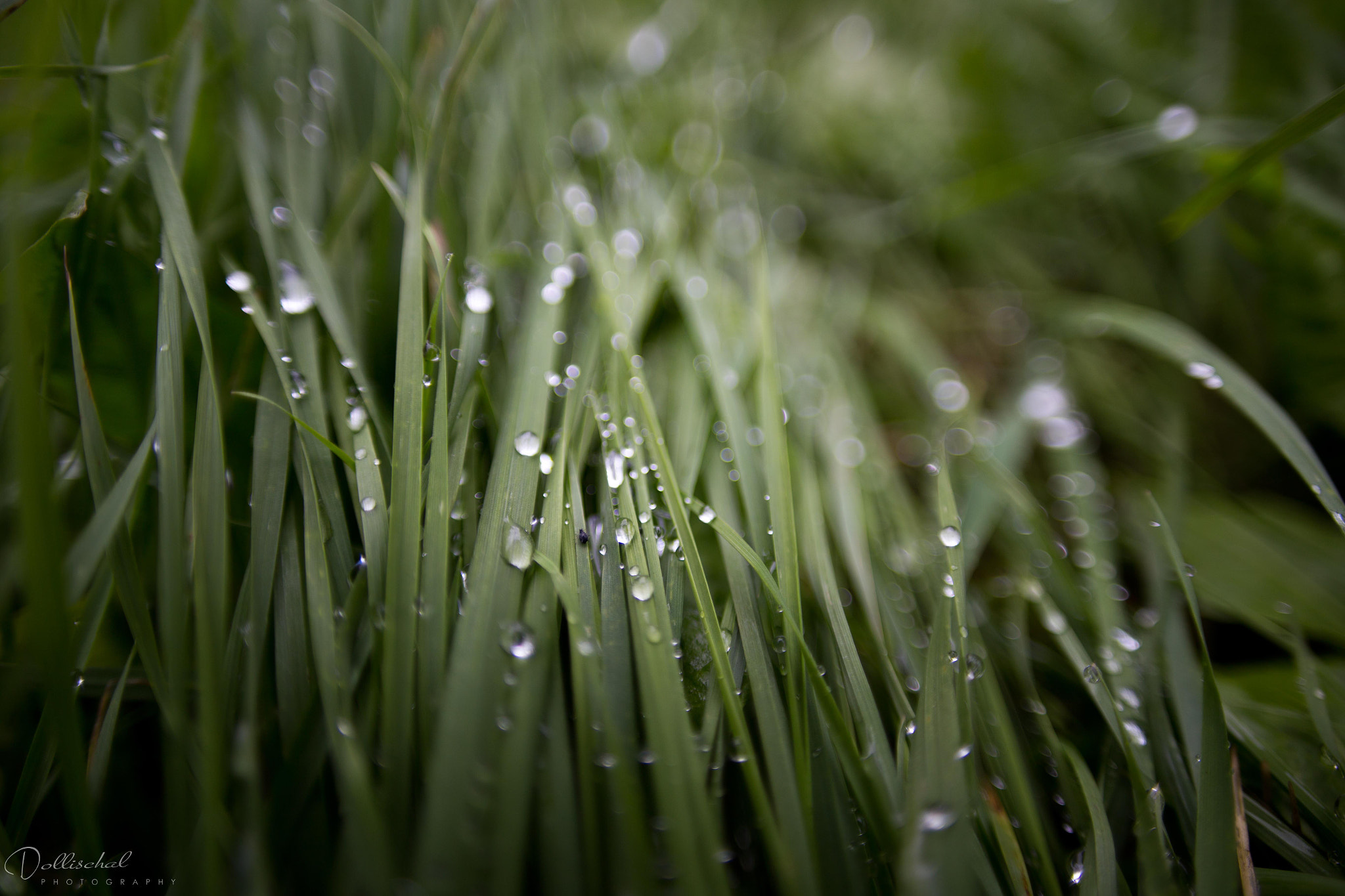 Sigma 20mm EX f/1.8 sample photo. Grass photography