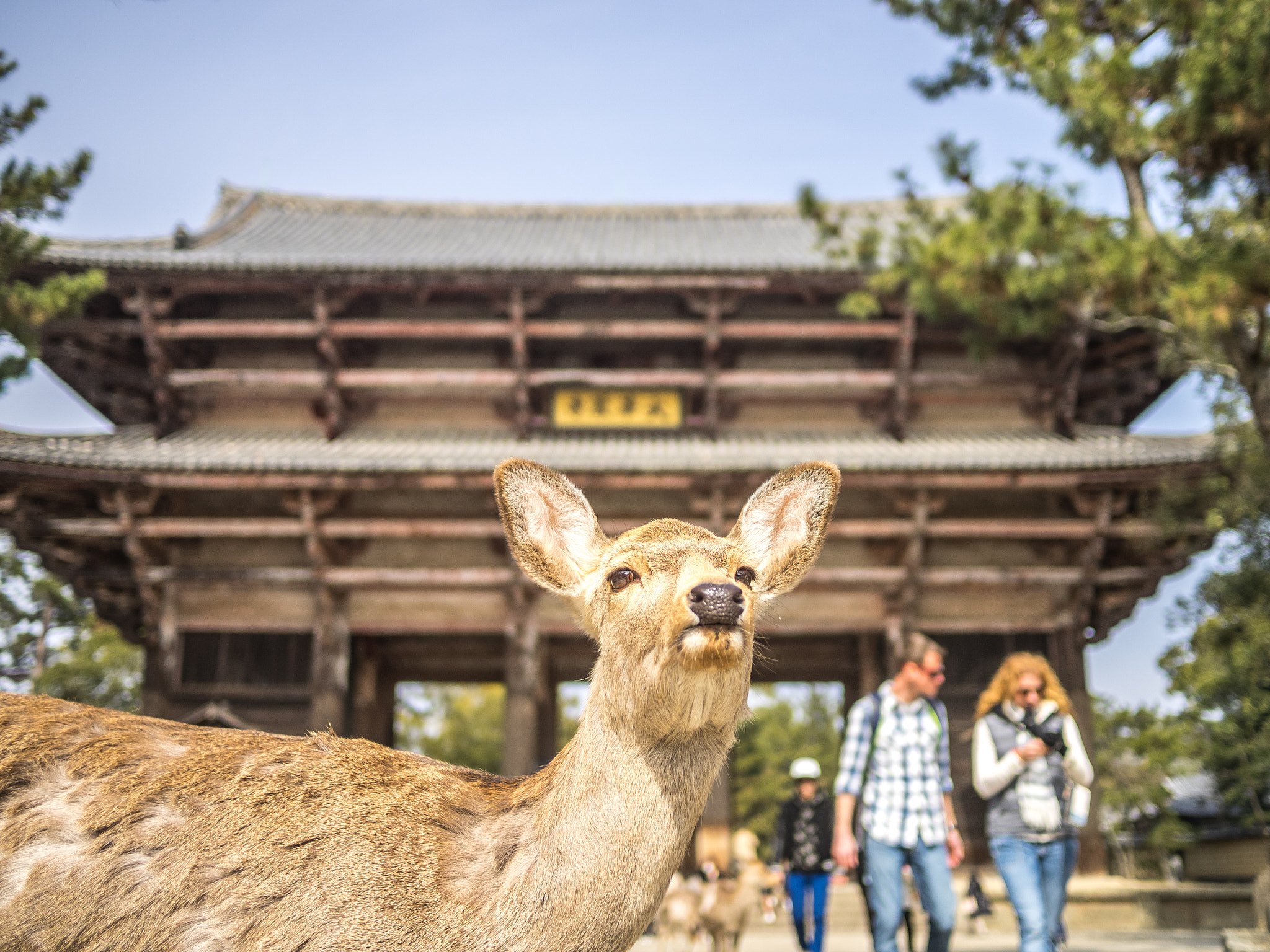 Olympus OM-D E-M1 + Panasonic Lumix G 20mm F1.7 ASPH sample photo. The deer of nandai mon gate photography