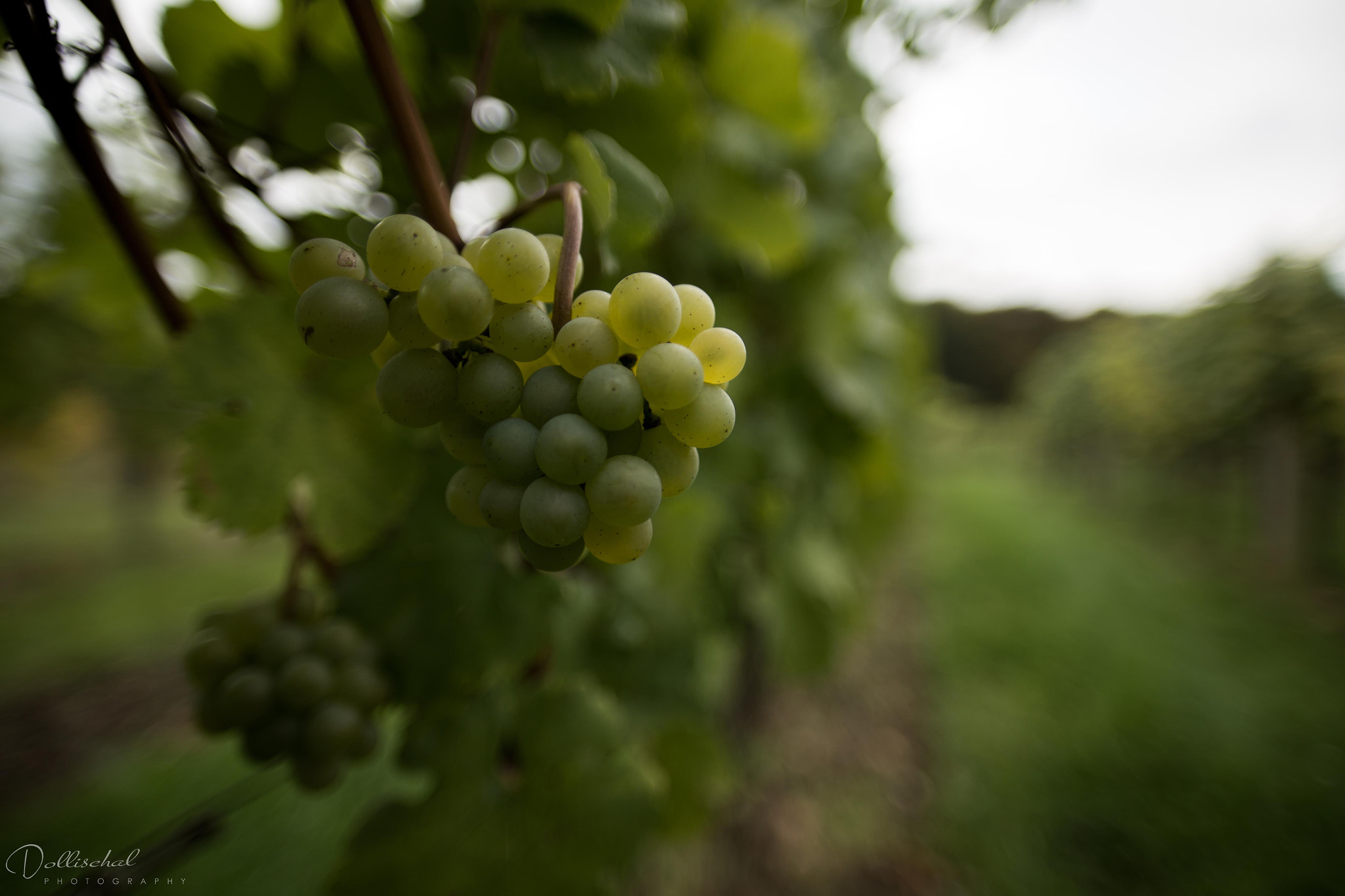 Canon EOS 6D sample photo. Grapes photography