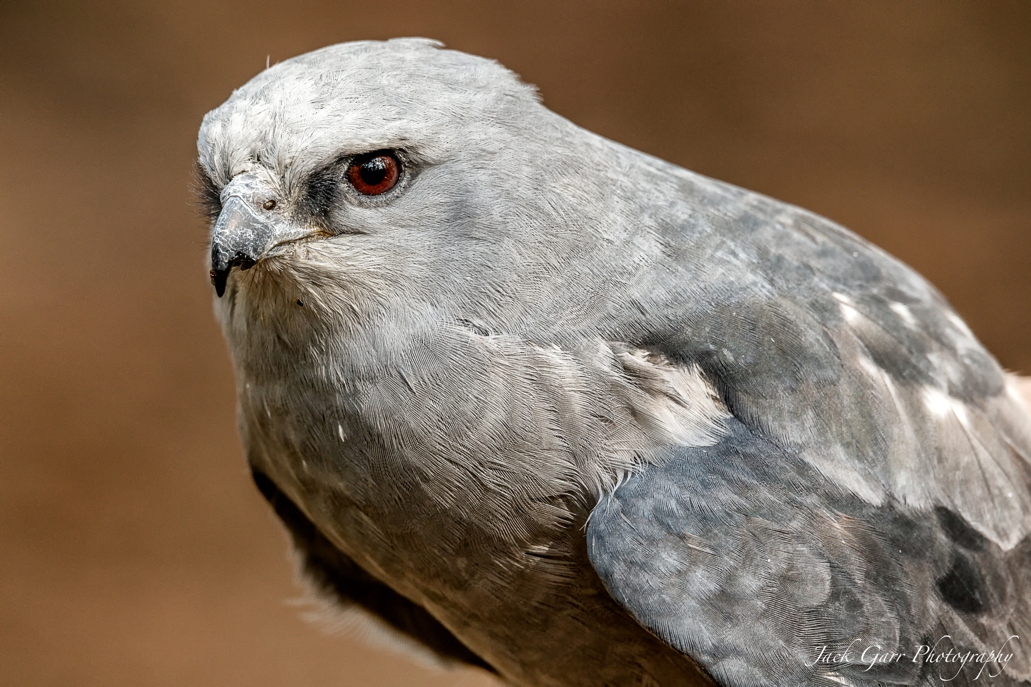 150-600mm F5-6.3 DG OS HSM | Sports 014 sample photo. Mississippi kite photography