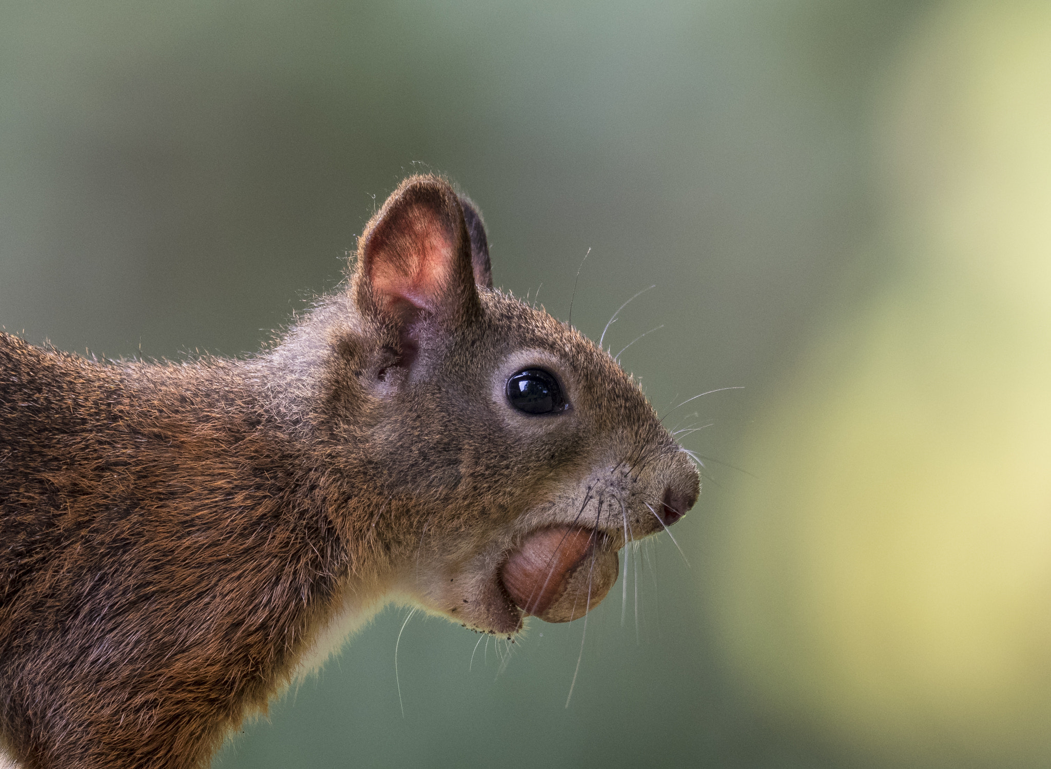 M.300mm F4.0 + MC-14 sample photo. Squirrel in my garden photography