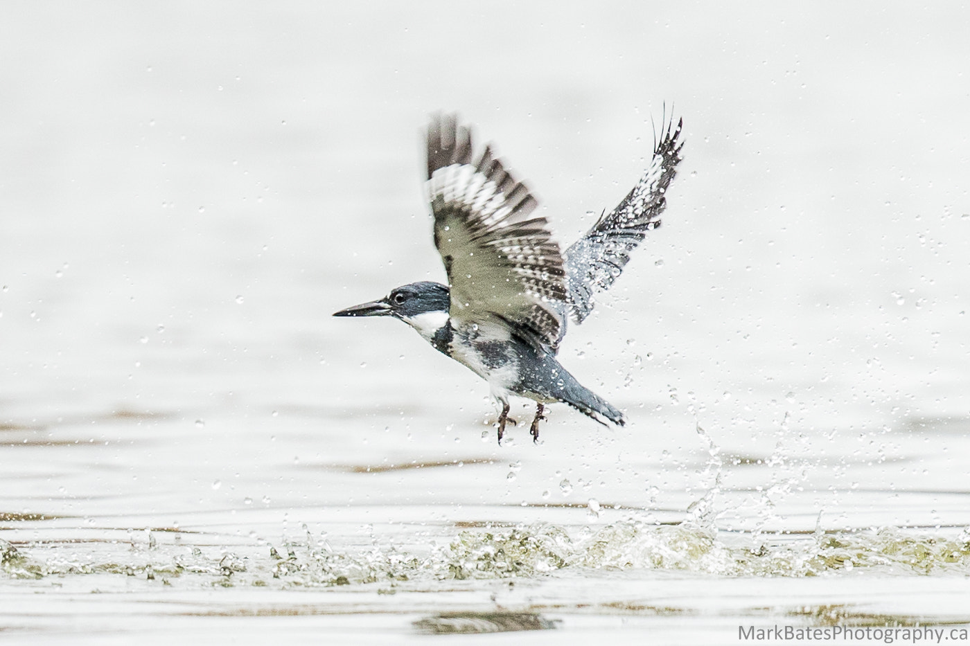Canon EF 500mm F4L IS II USM sample photo. After the dive photography
