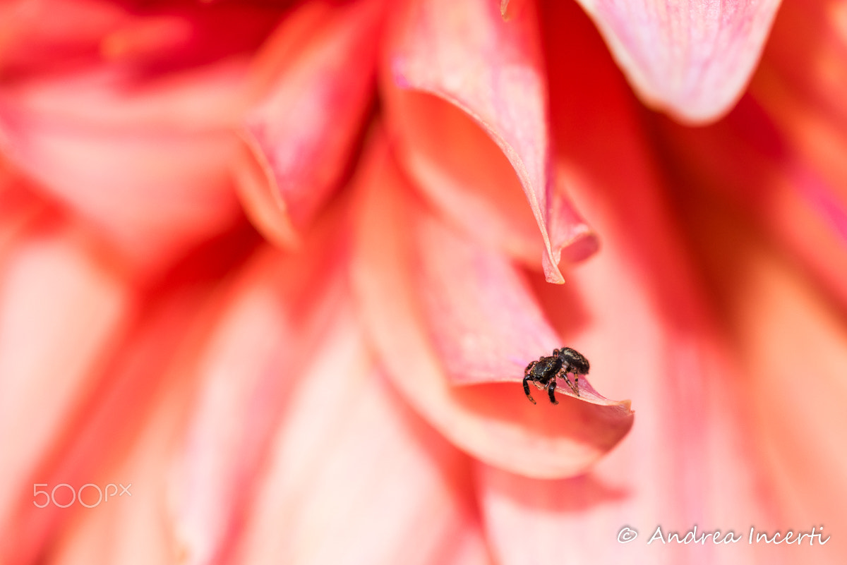 Sigma 105mm F2.8 EX DG OS HSM sample photo. Spider on flower photography