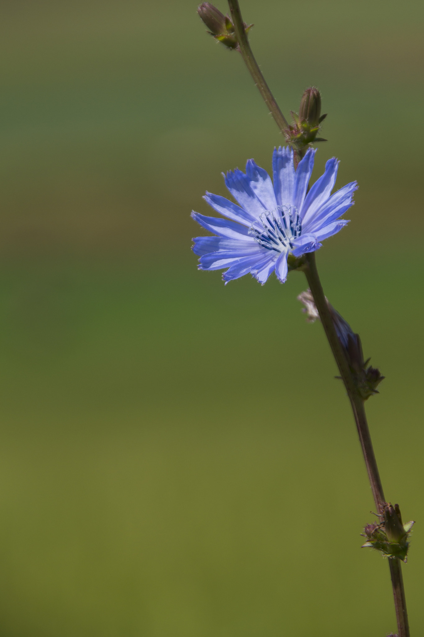 Sony SLT-A58 + Sigma 18-200mm F3.5-6.3 DC sample photo. Blue flower photography