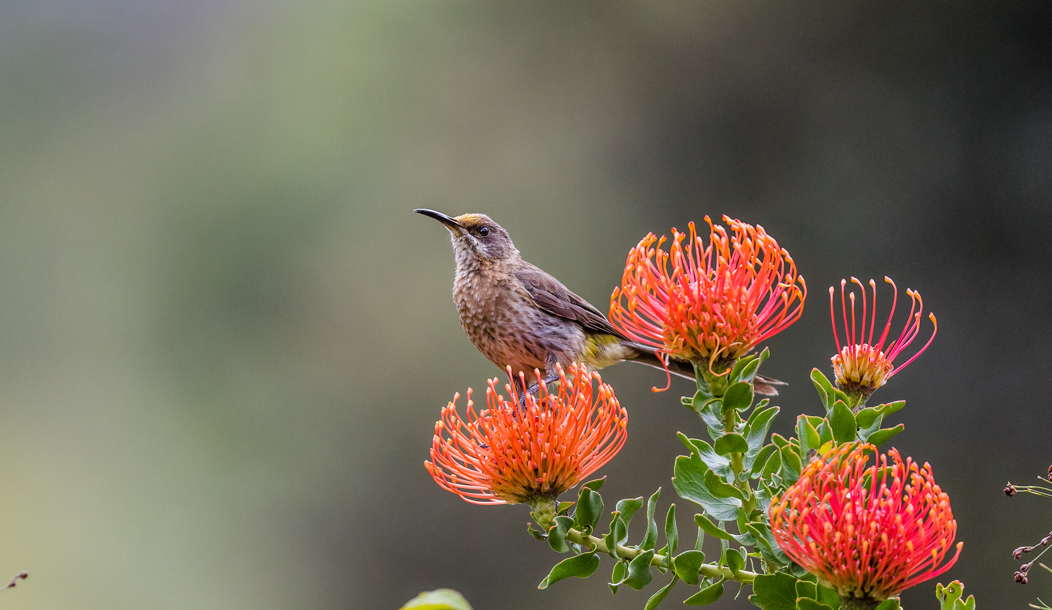 Canon EF 300mm F2.8L IS II USM sample photo. Cape sugarbird photography