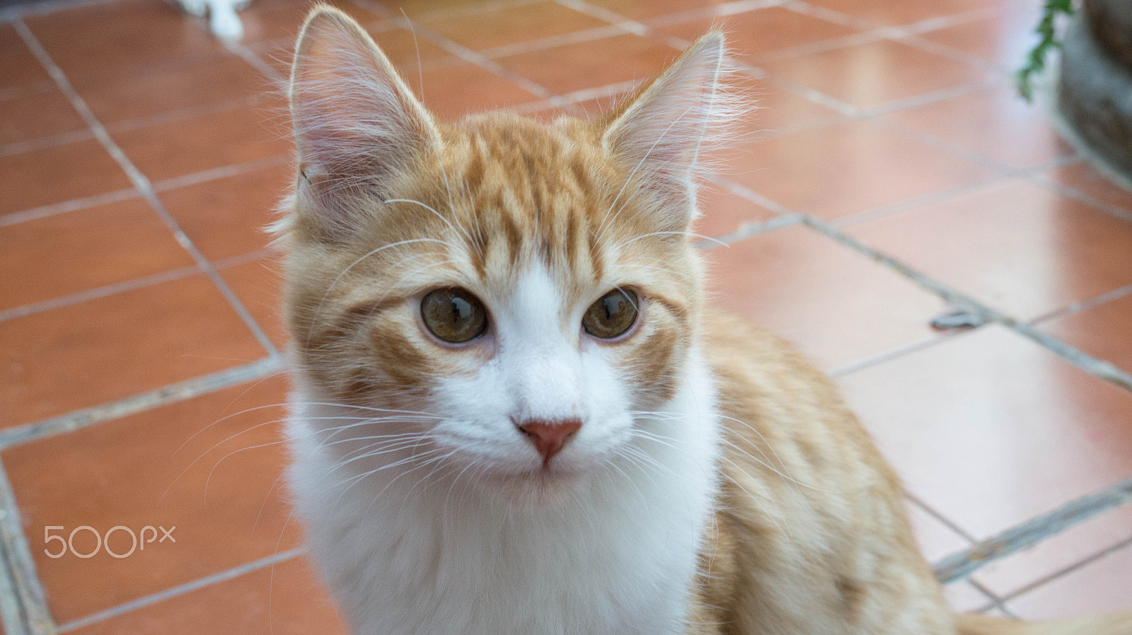 E 18-50mm F4-5.6 sample photo. Cappuccino photography