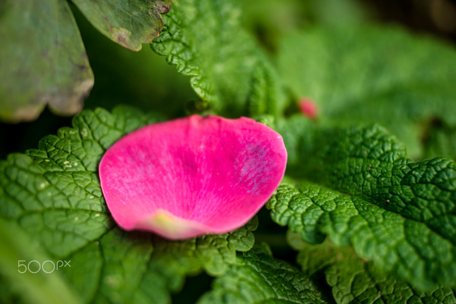 Sony a99 II + MACRO 50mm F2.8 sample photo. Rose solitaire photography