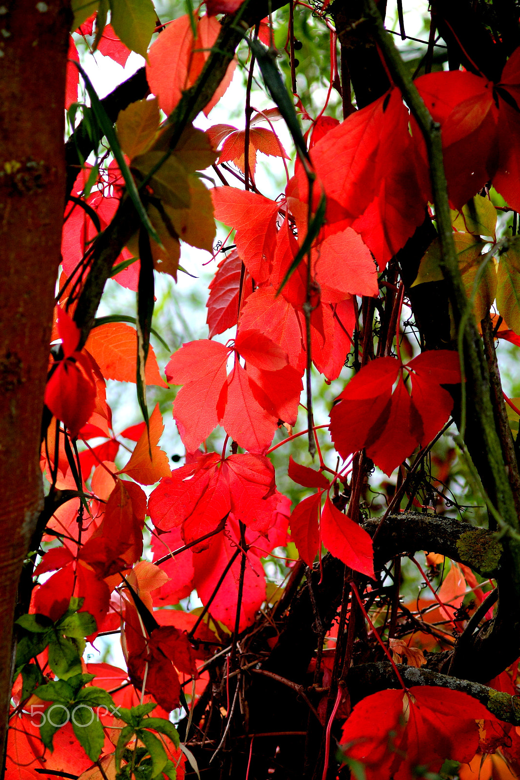 Canon EOS 1100D (EOS Rebel T3 / EOS Kiss X50) + Canon EF 35-80mm f/4-5.6 sample photo. Carmine red leaves in sunlight. photography