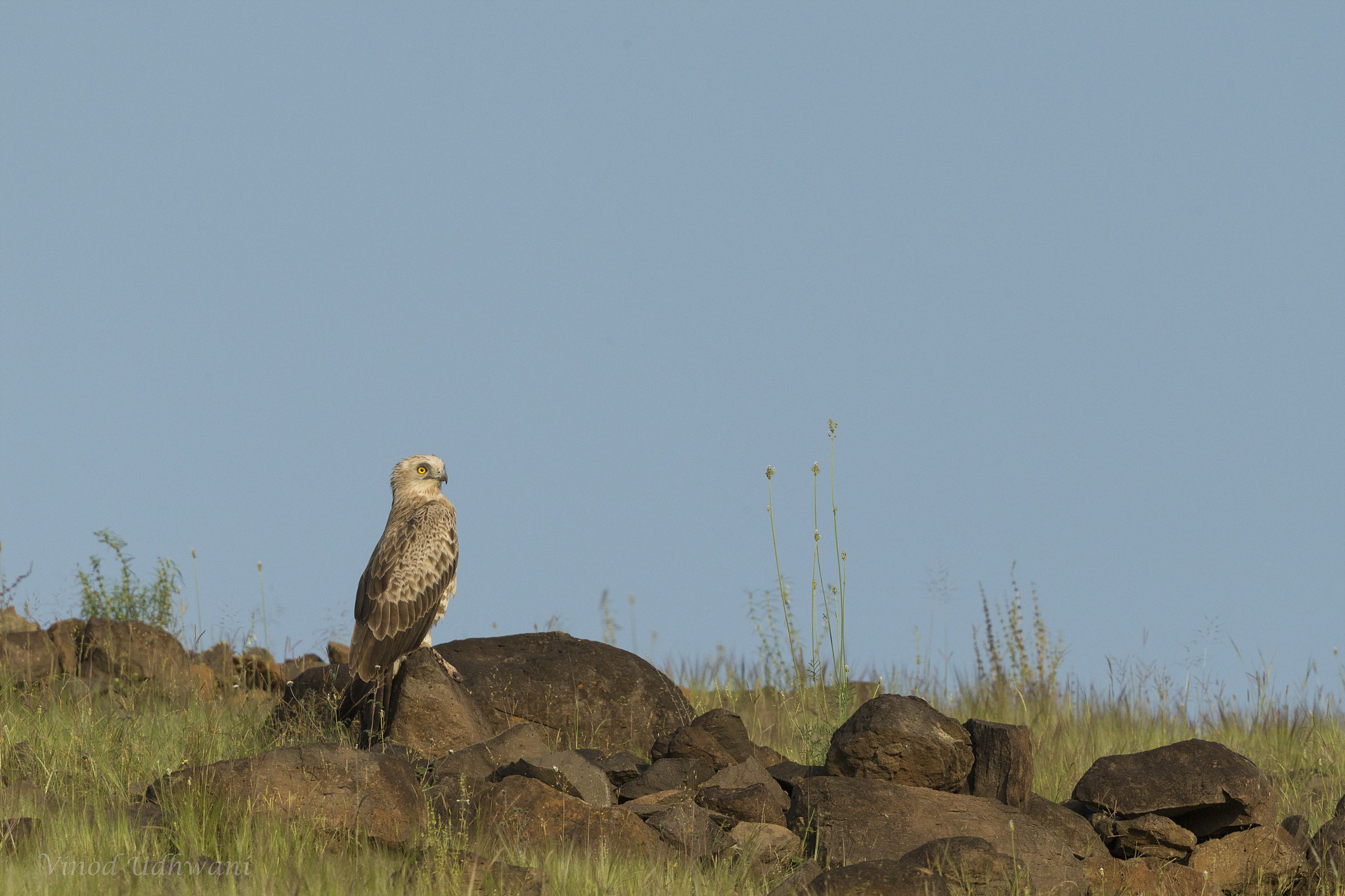 Canon EF 500mm F4L IS II USM sample photo. Short toed snake eagle photography