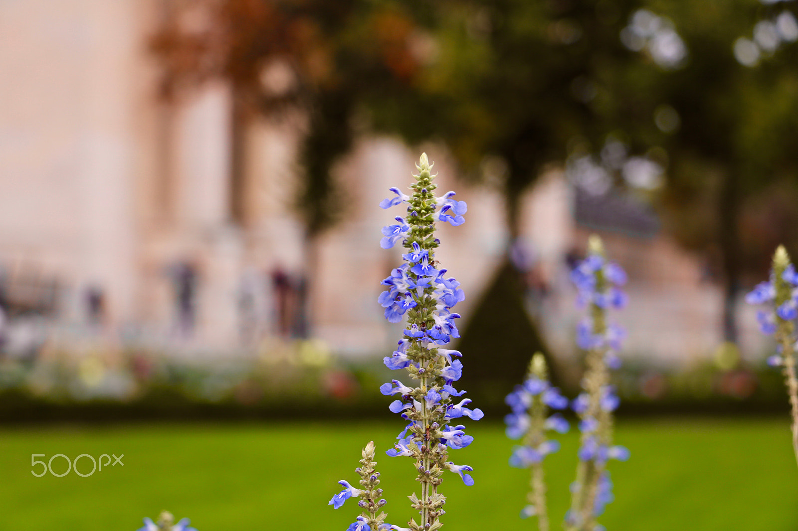 Canon EOS 760D (EOS Rebel T6s / EOS 8000D) sample photo. Fleurs aux invalides à paris photography