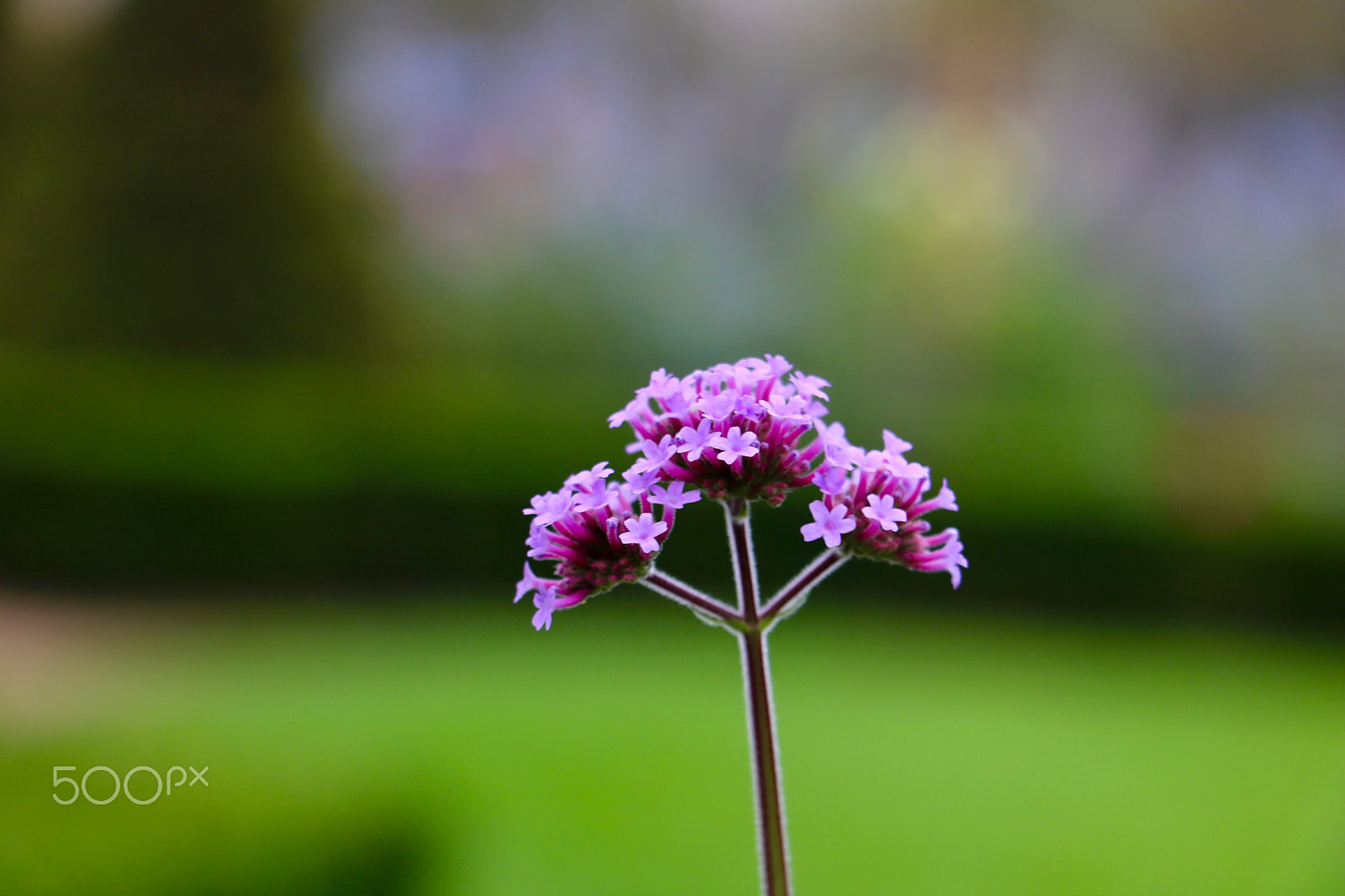 Canon EOS 760D (EOS Rebel T6s / EOS 8000D) sample photo. Fleurs aux invalides à paris photography