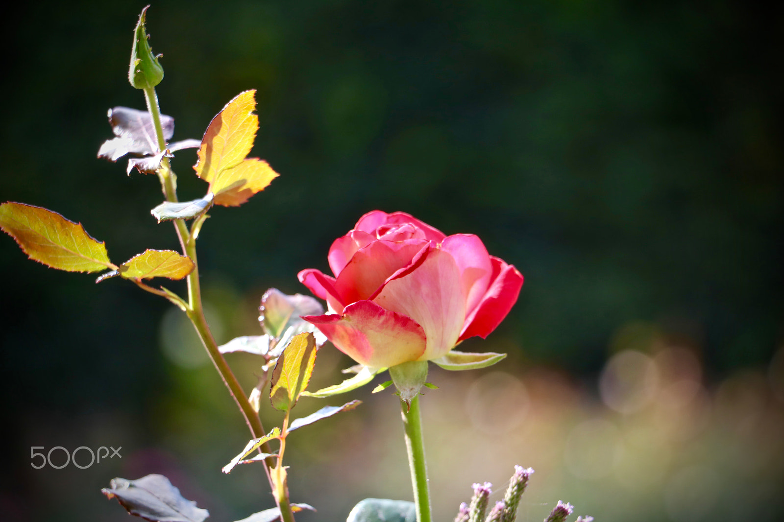 Canon EOS 760D (EOS Rebel T6s / EOS 8000D) + Canon EF-S 18-135mm F3.5-5.6 IS STM sample photo. Fleurs aux invalides à paris photography