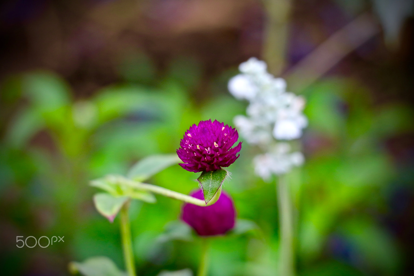 Canon EOS 760D (EOS Rebel T6s / EOS 8000D) + Canon EF-S 18-135mm F3.5-5.6 IS STM sample photo. Fleurs aux invalides à paris photography