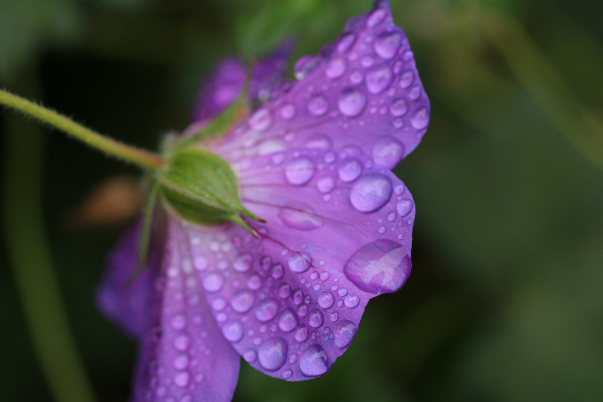 Sigma 50mm F1.4 EX DG HSM sample photo. Blume photography