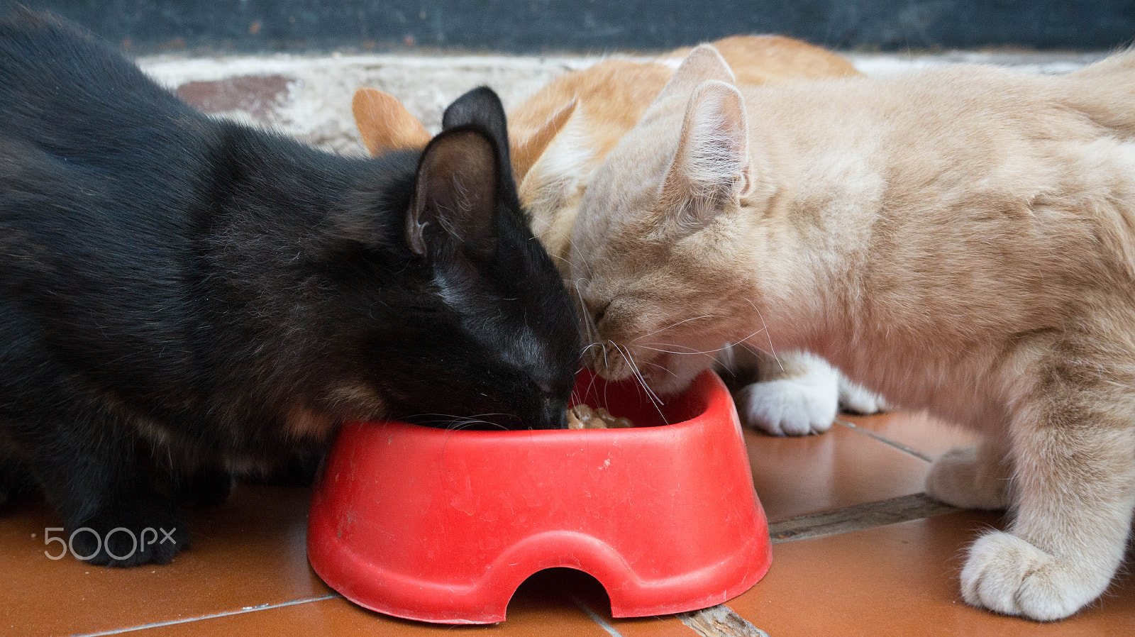 E 18-50mm F4-5.6 sample photo. Eating dinner photography