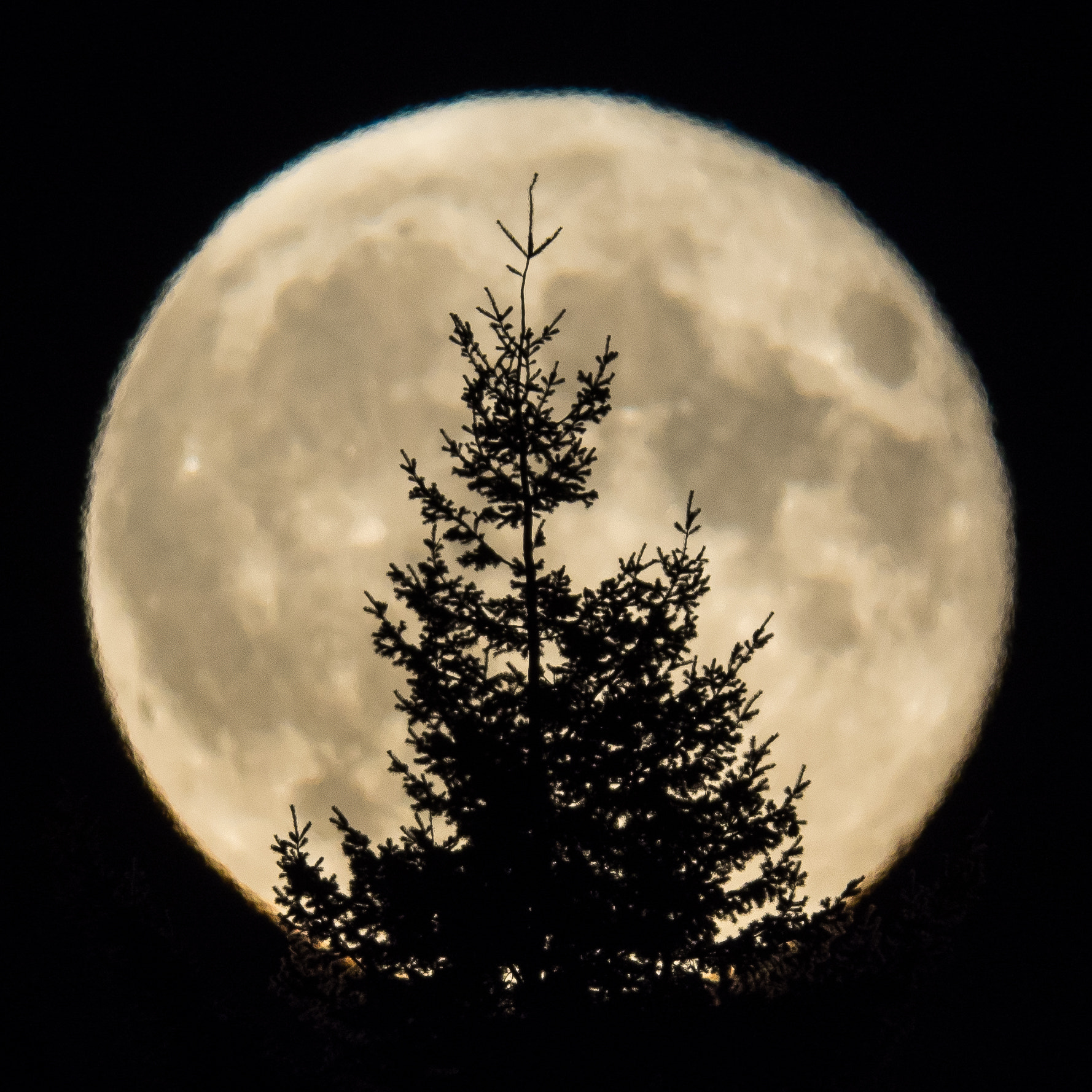 OLYMPUS 300mm Lens sample photo. Tree - moon photography