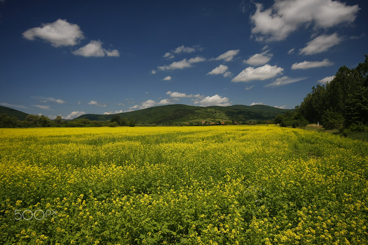 Canon EOS 40D + Sigma 10-20mm F4-5.6 EX DC HSM sample photo. Golden meadows photography