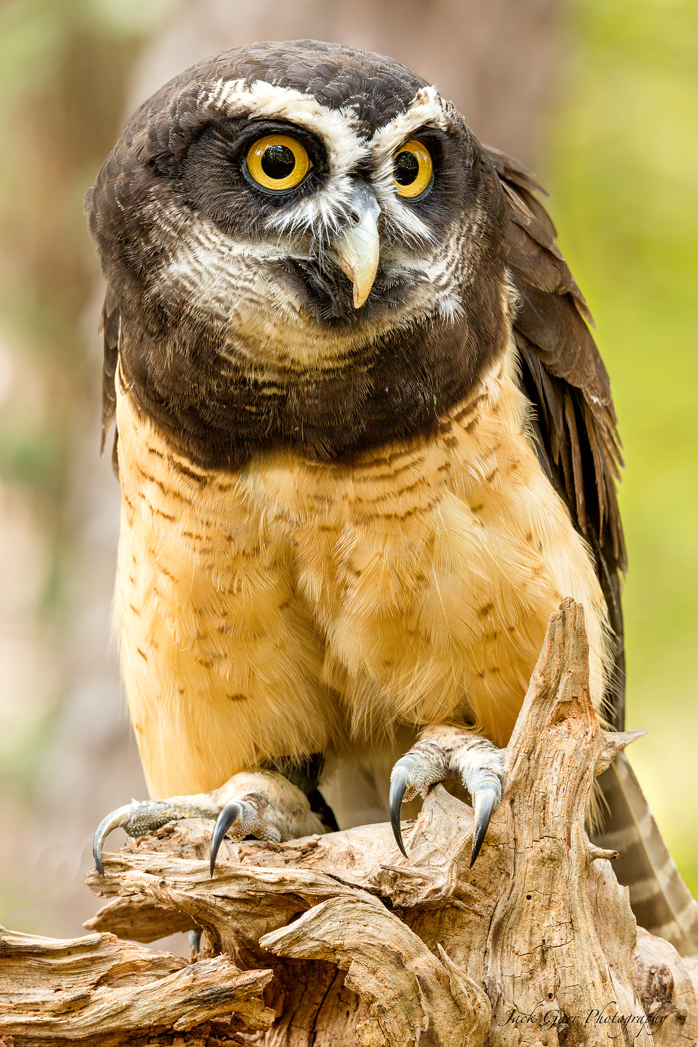 Canon EOS 5DS sample photo. Spectacled owl photography
