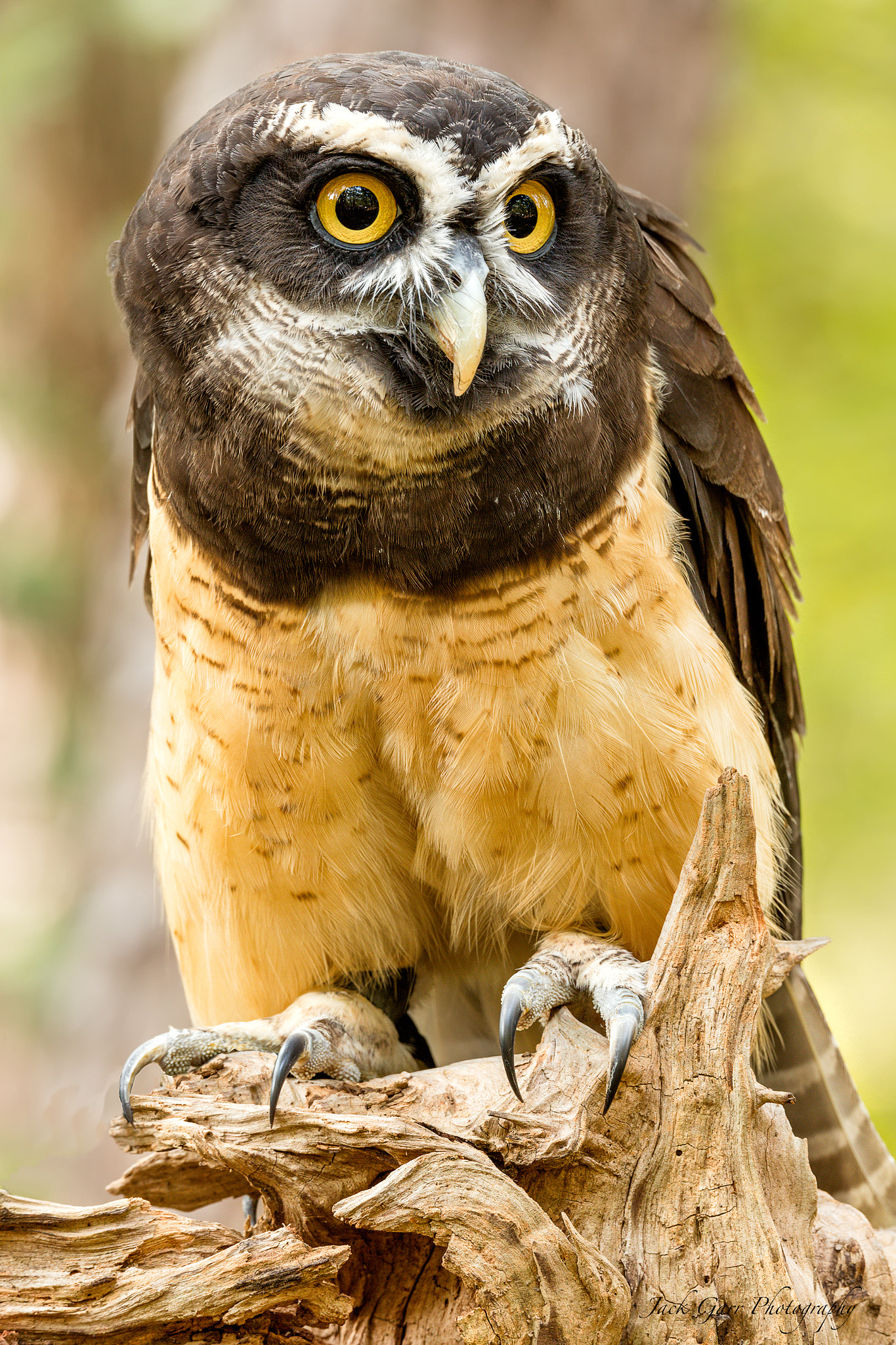150-600mm F5-6.3 DG OS HSM | Sports 014 sample photo. Spectacled owl photography