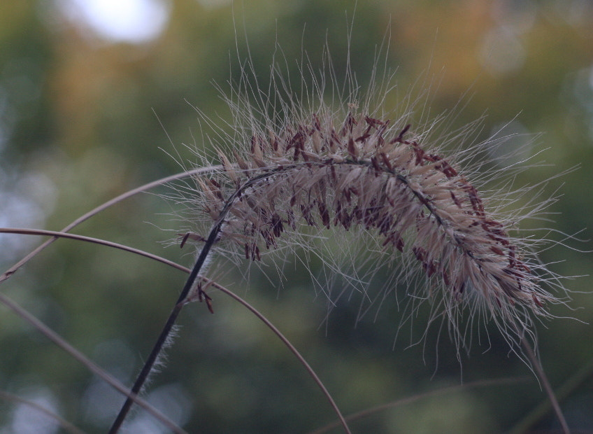Canon EF 35-80mm f/4-5.6 sample photo. Fluffy photography