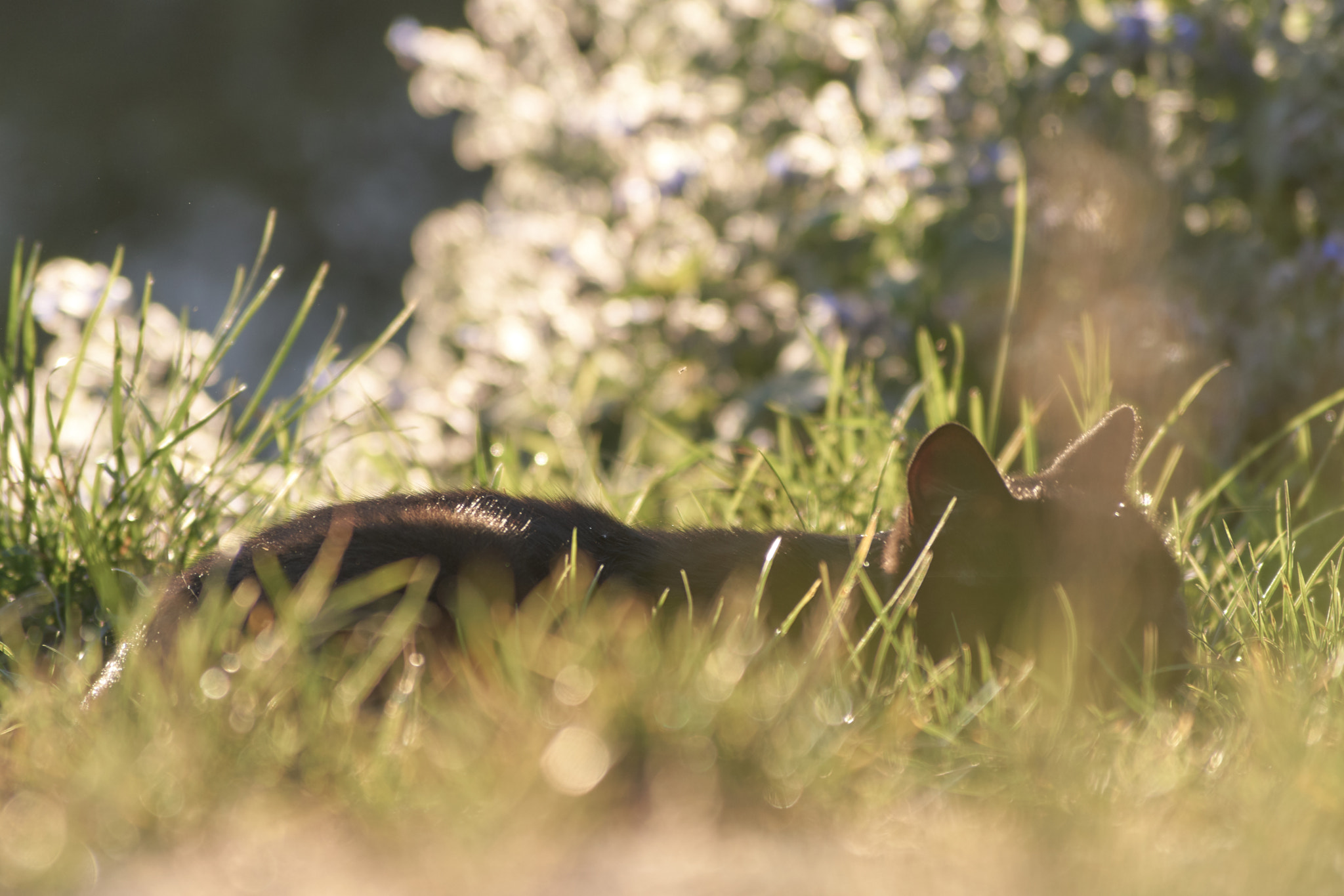 Sony a6000 + Sony DT 55-200mm F4-5.6 SAM sample photo. Autumn sun photography