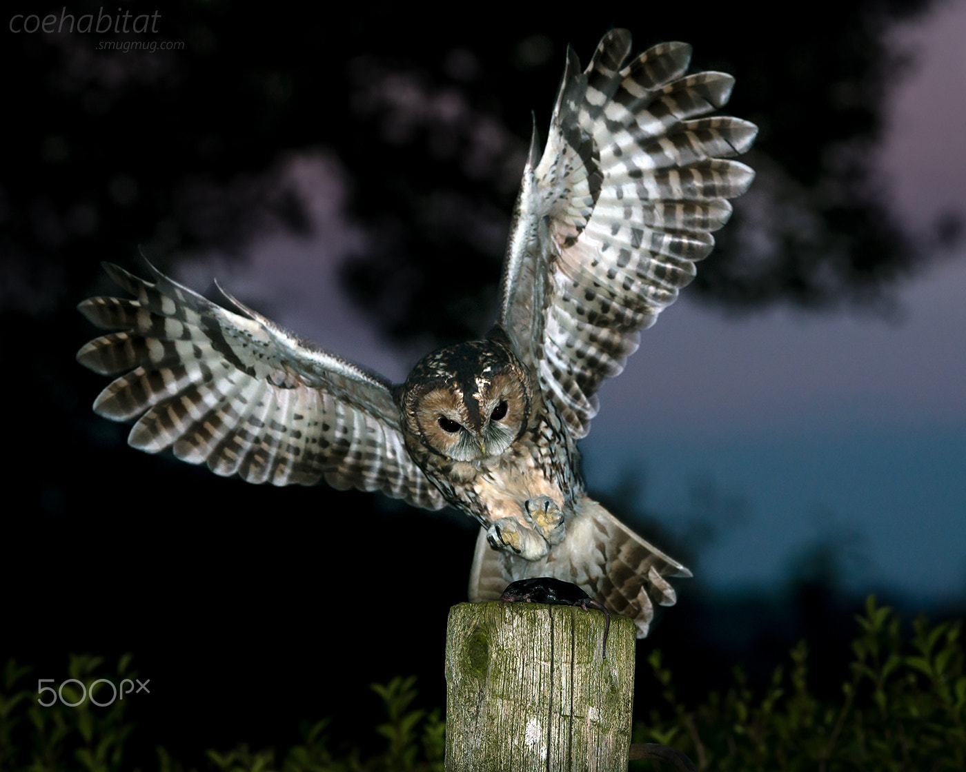 Nikon AF-S Nikkor 200-400mm F4G ED-IF VR sample photo. Wild tawny photography